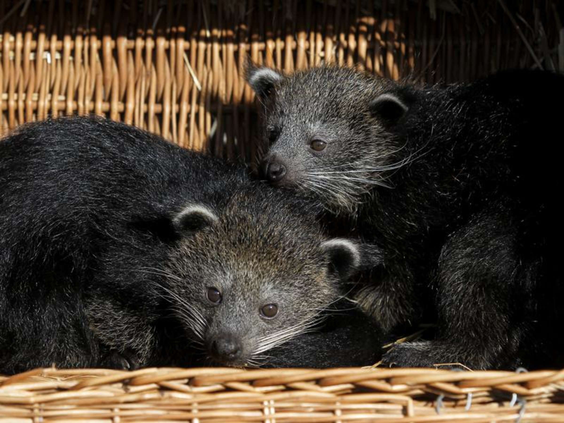 Binturong, Part cat, Part bear, 2400x1800 HD Desktop