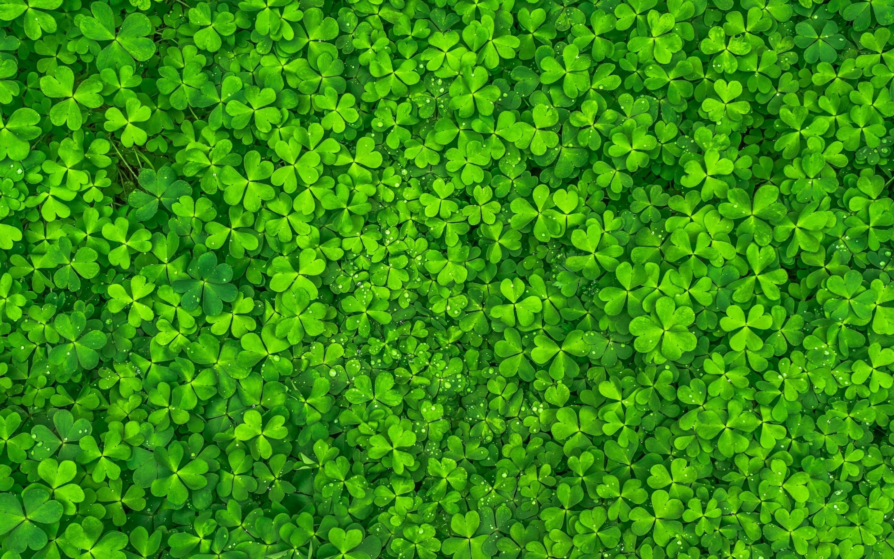 Green leaf wallpapers, Nature's beauty, Vibrant green, Natural elegance, 2880x1800 HD Desktop