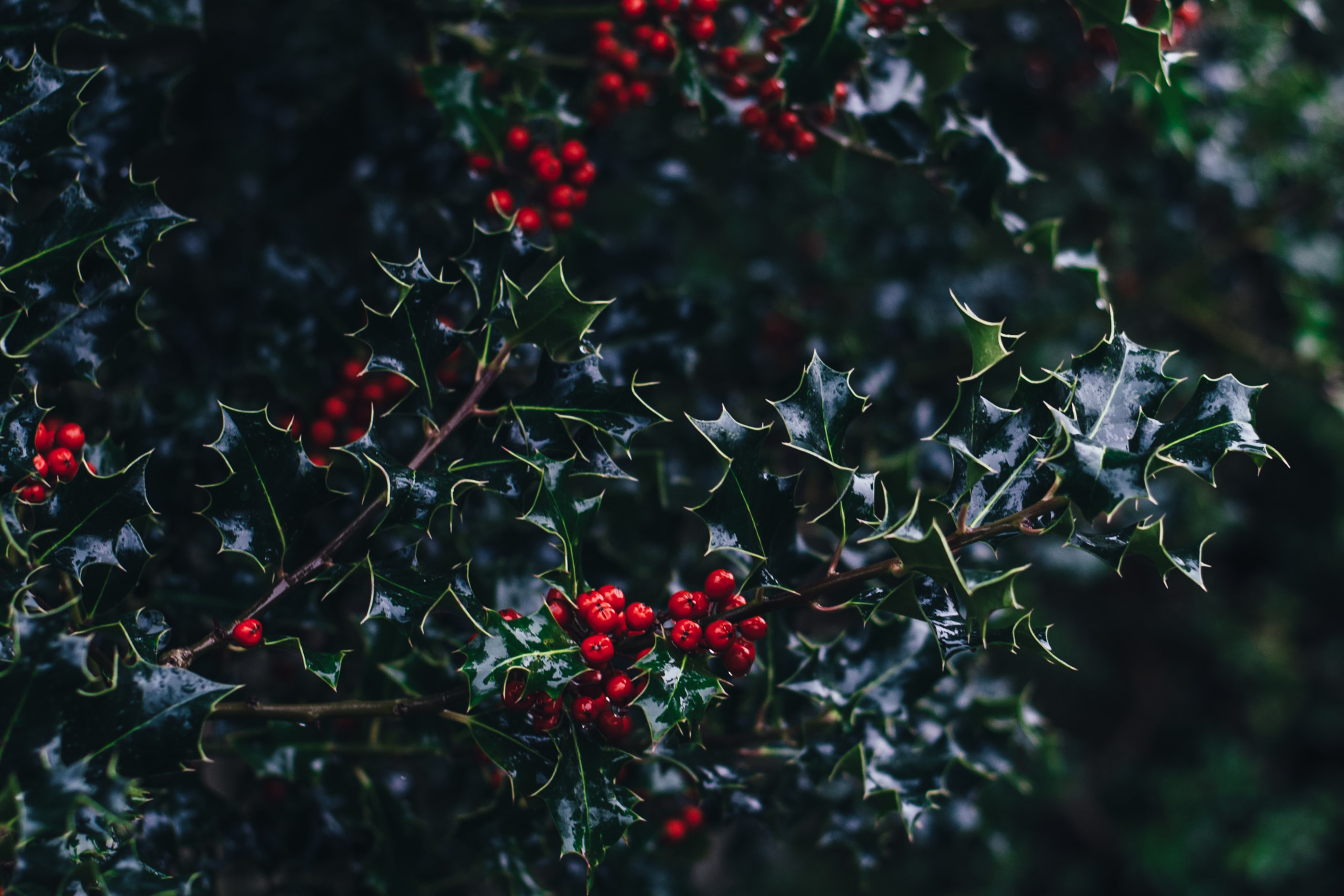 Holly Tree, England tales, Countryside beauty, Travel inspiration, 2820x1880 HD Desktop