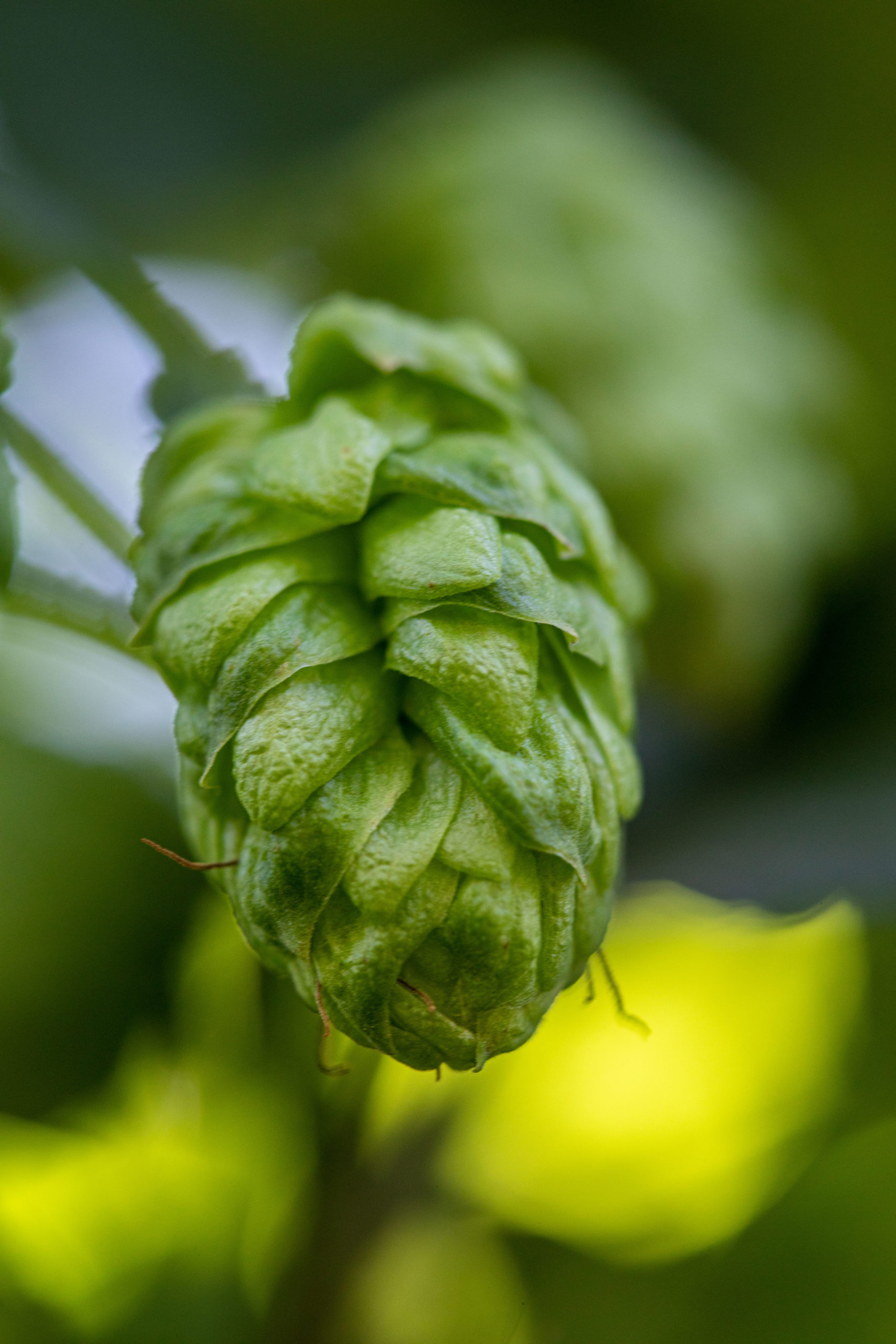 Talusa brand, Hop variety, Brewing ingredients, Beer flavors, 1710x2560 HD Phone