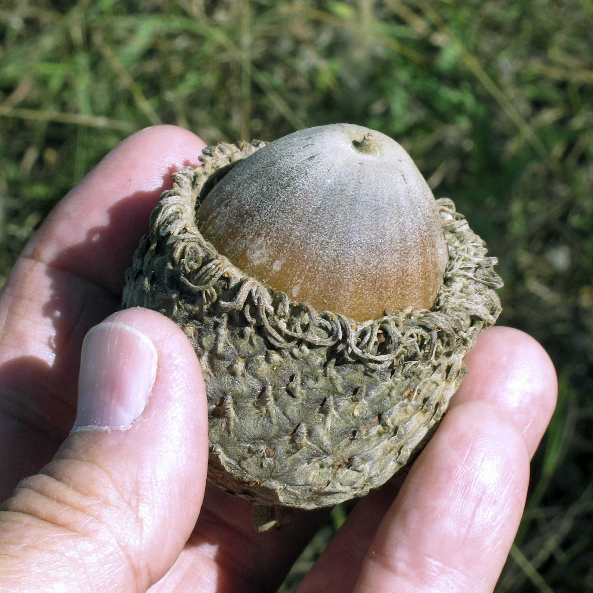 Types of oaks, Acorns, Many, Many, 2000x2000 HD Phone