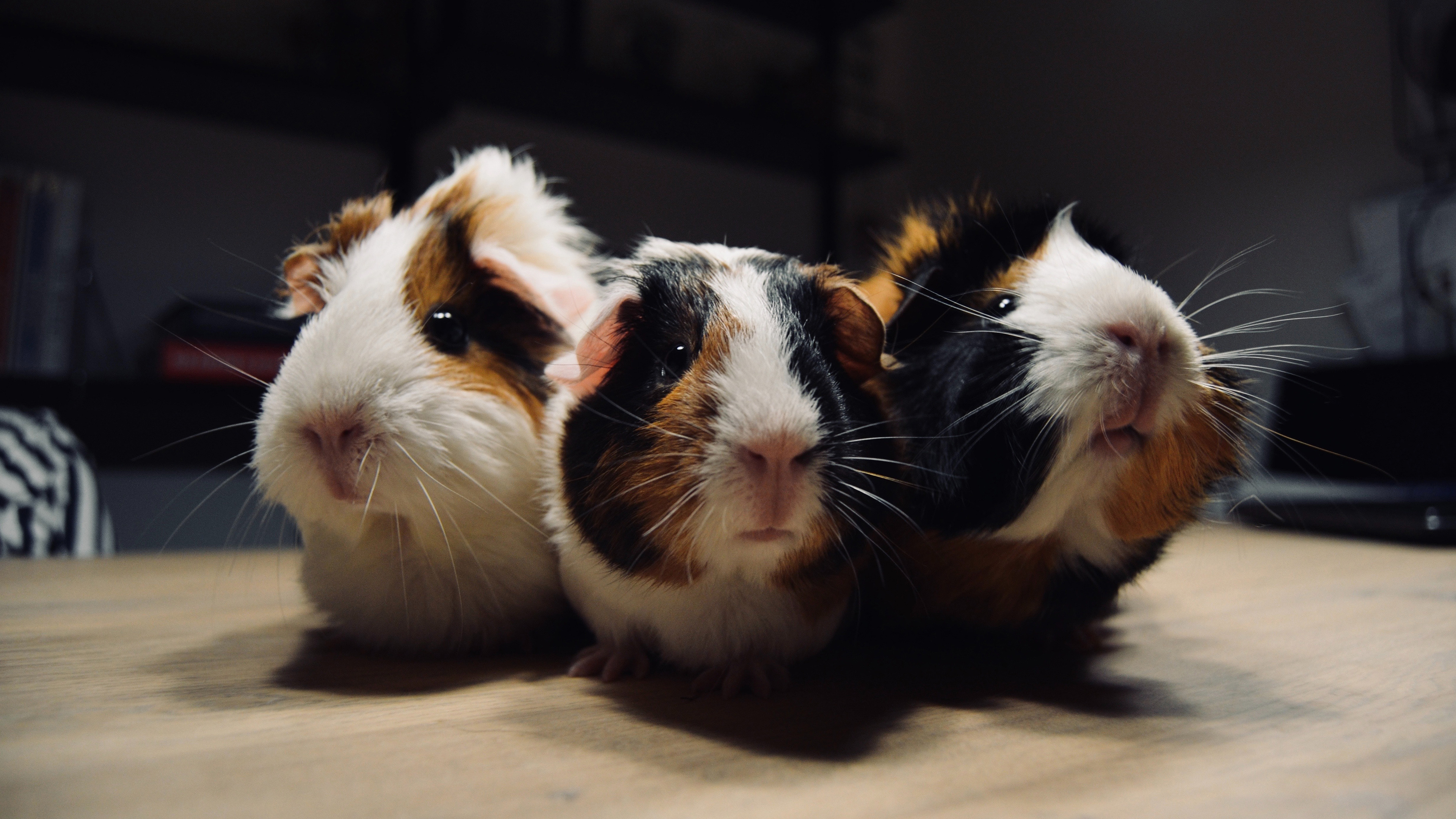 Guinea pig family, Viewer interaction, Wallpaper resolution, Karlijn Prot, 3840x2160 4K Desktop