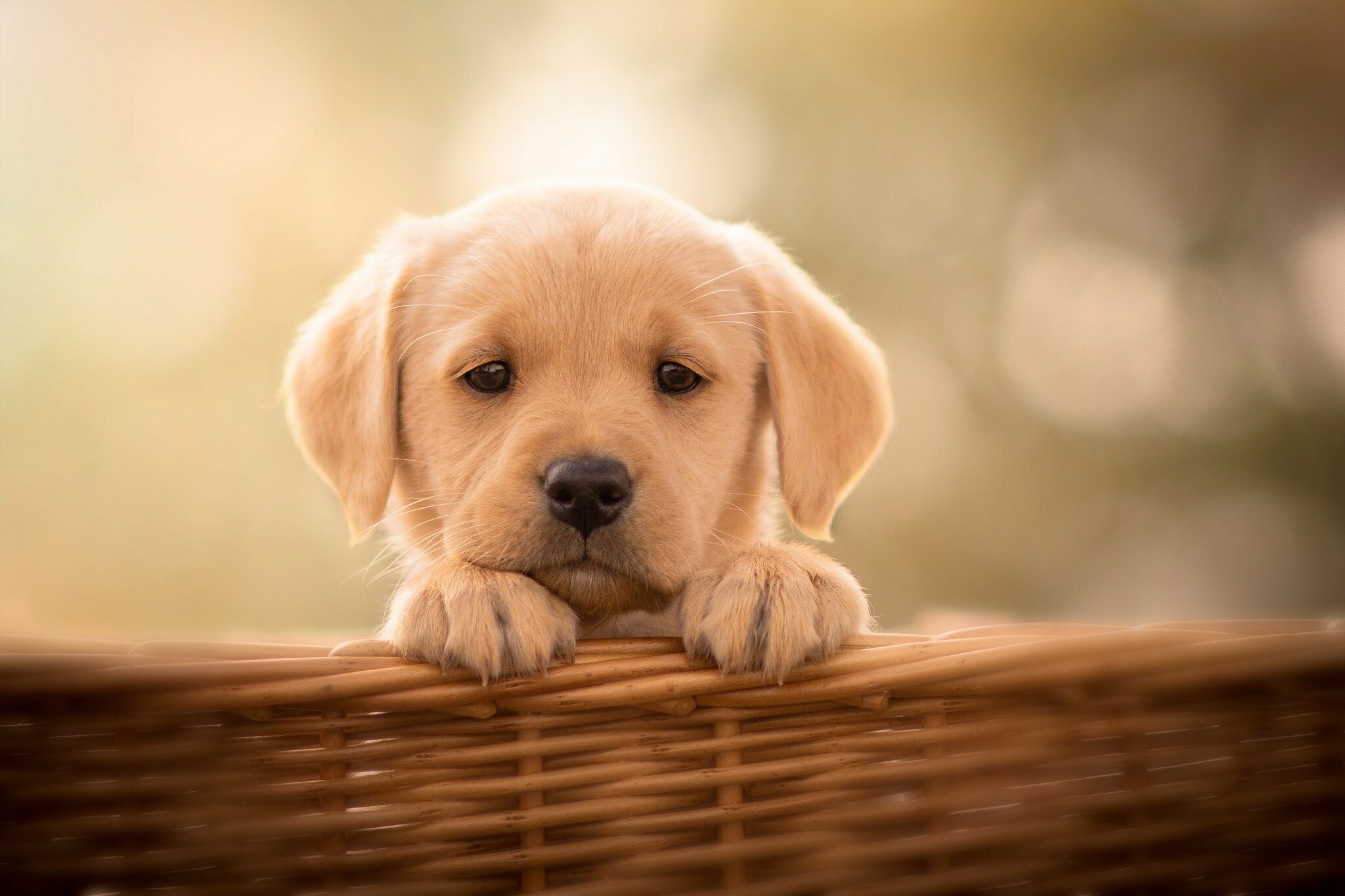 Basket, Labrador Retriever Wallpaper, 2050x1370 HD Desktop