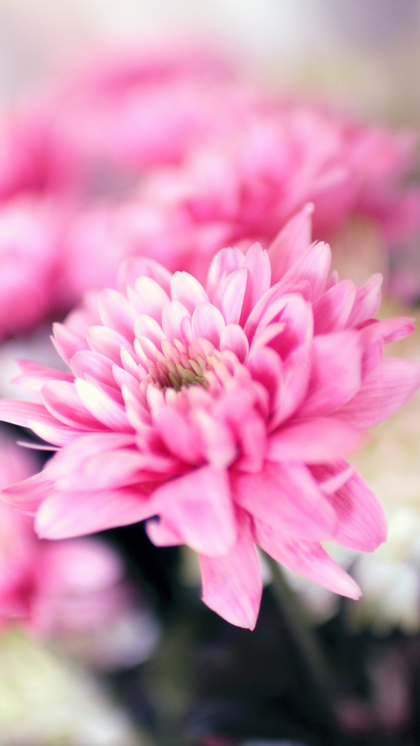 Pink flower petals, Blossom nature, Vibrant colors, Nature, 1440x2560 HD Phone