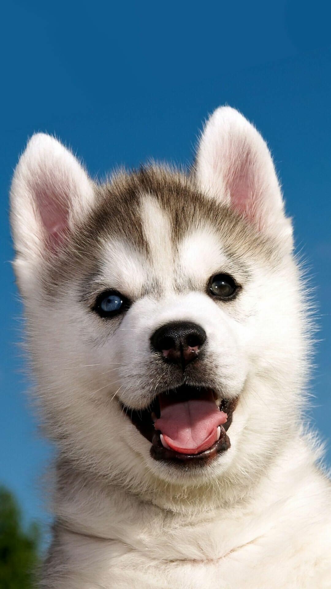 Cute husky puppies, 4k wallpaper, Cute animals, High-definition backgrounds, 1080x1920 Full HD Phone