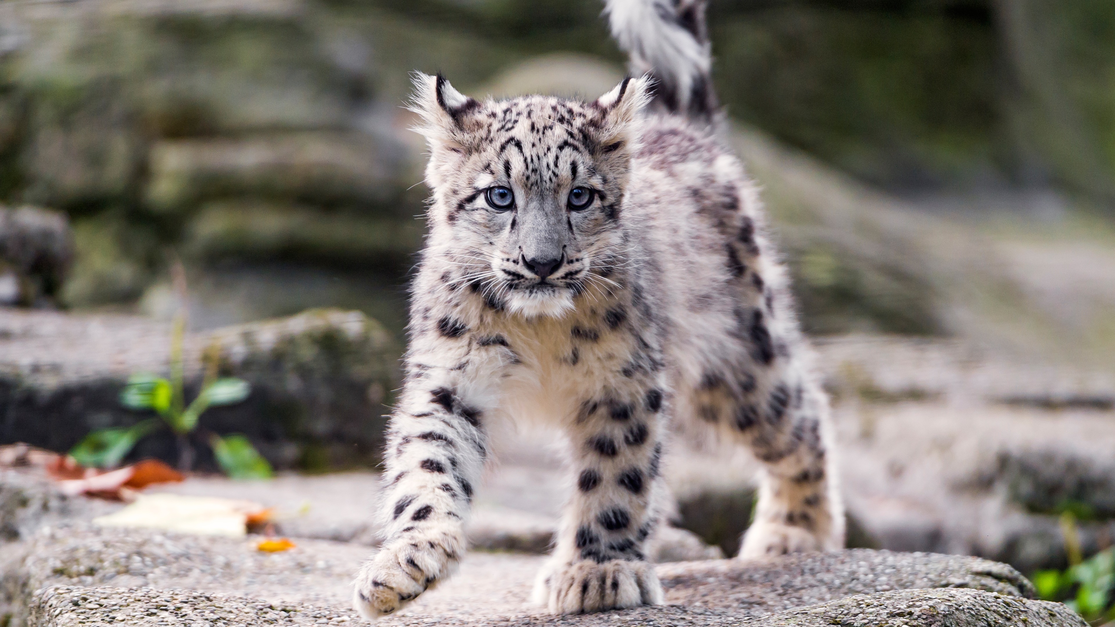 Cub, Snow Leopards Wallpaper, 3840x2160 4K Desktop