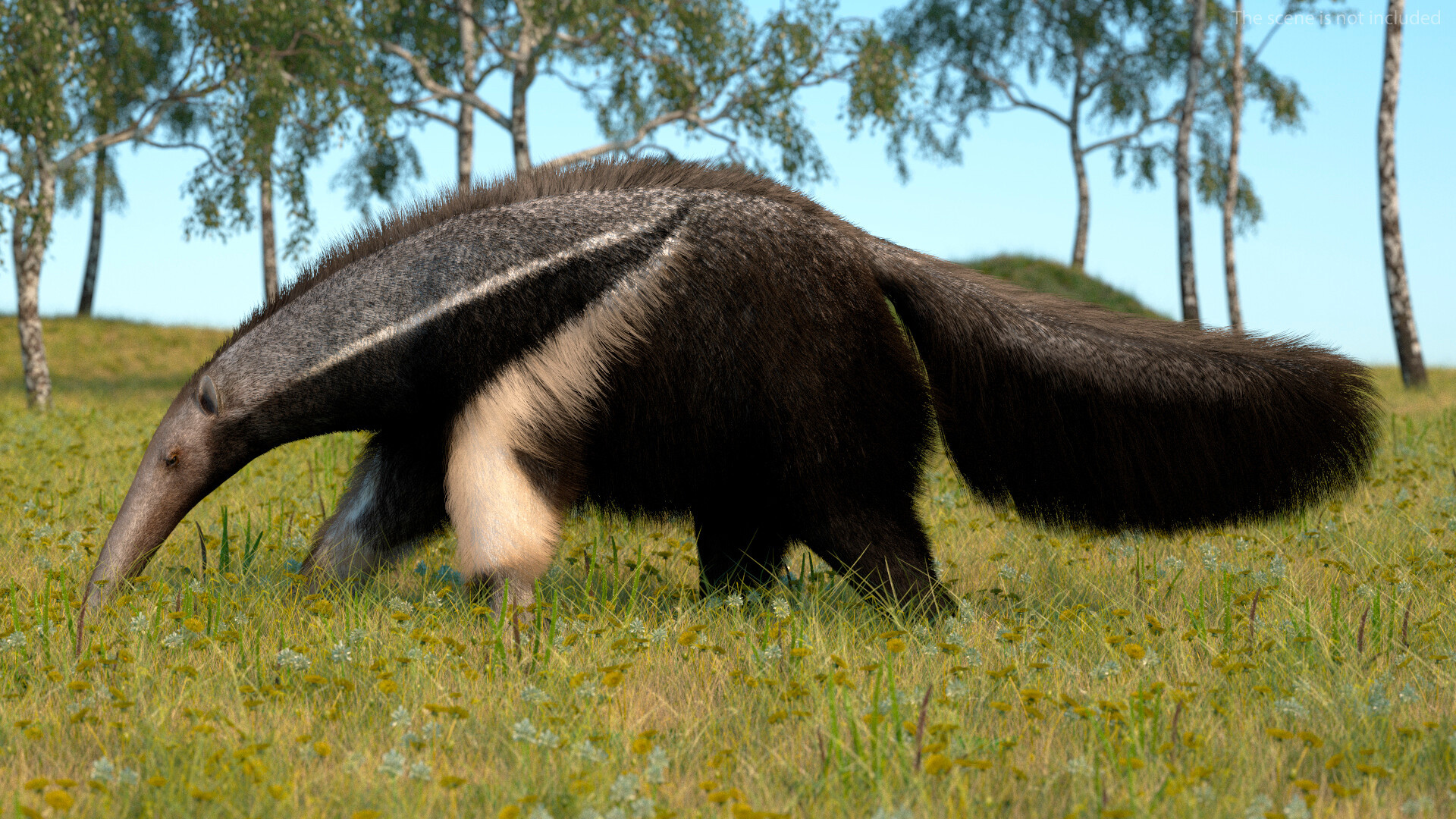 Curious anteater, Anteater model, Artstation, Animal kingdom, 1920x1080 Full HD Desktop