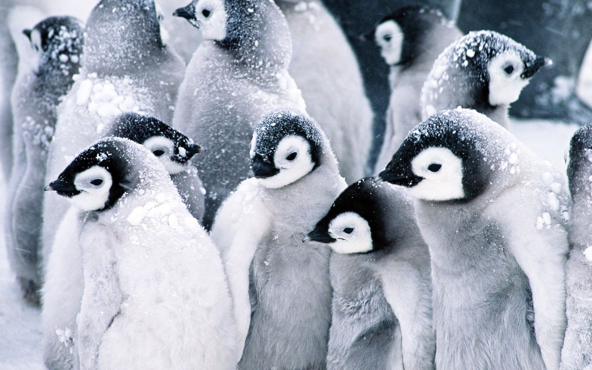 Siblings, Penguins Wallpaper, 1920x1200 HD Desktop