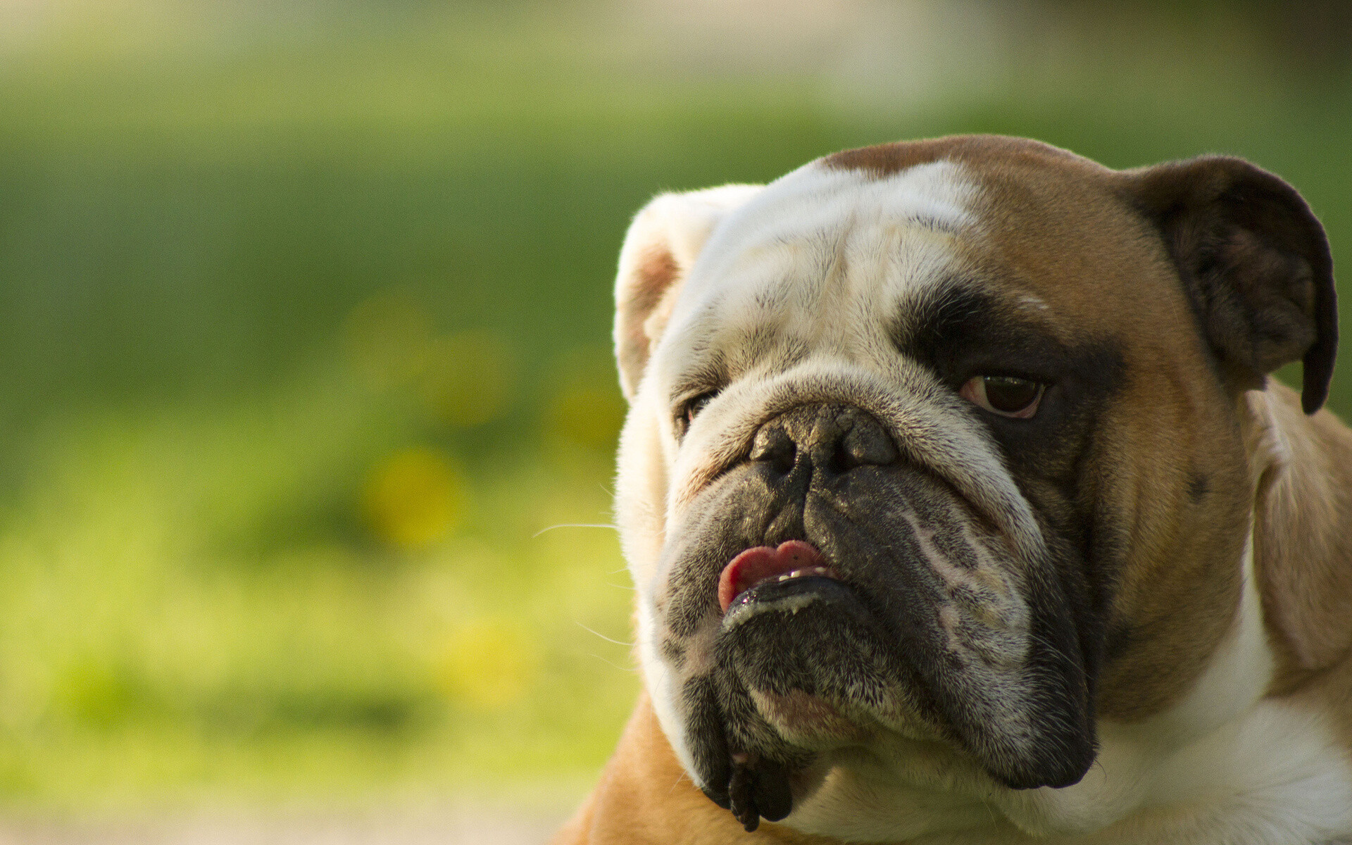 Bulldog, Old English Bulldog wallpapers, Expert, 1920x1200 HD Desktop