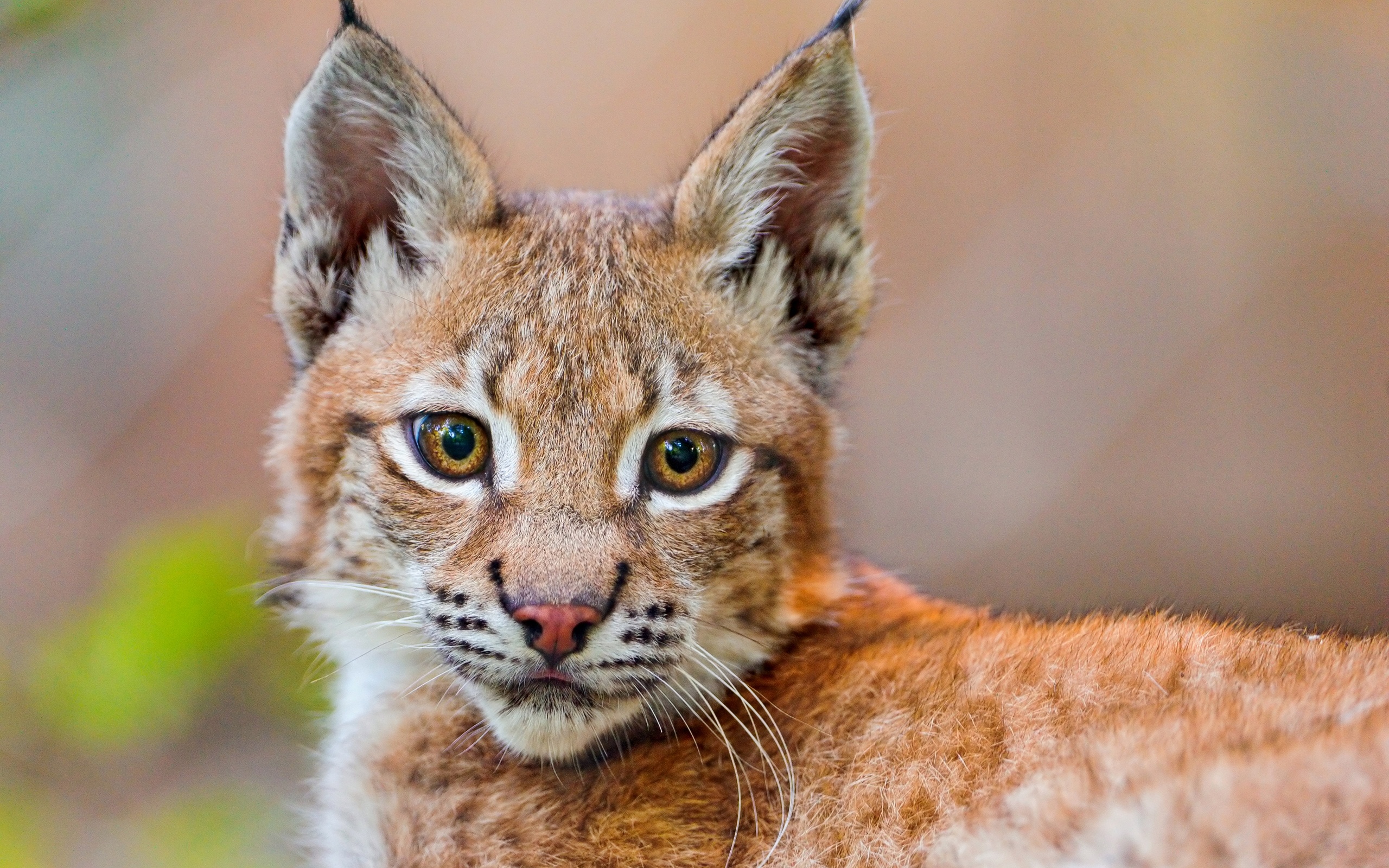 HD lynx wallpaper, Captivating eyes, Rugged wilderness, Silent stalker, 2560x1600 HD Desktop