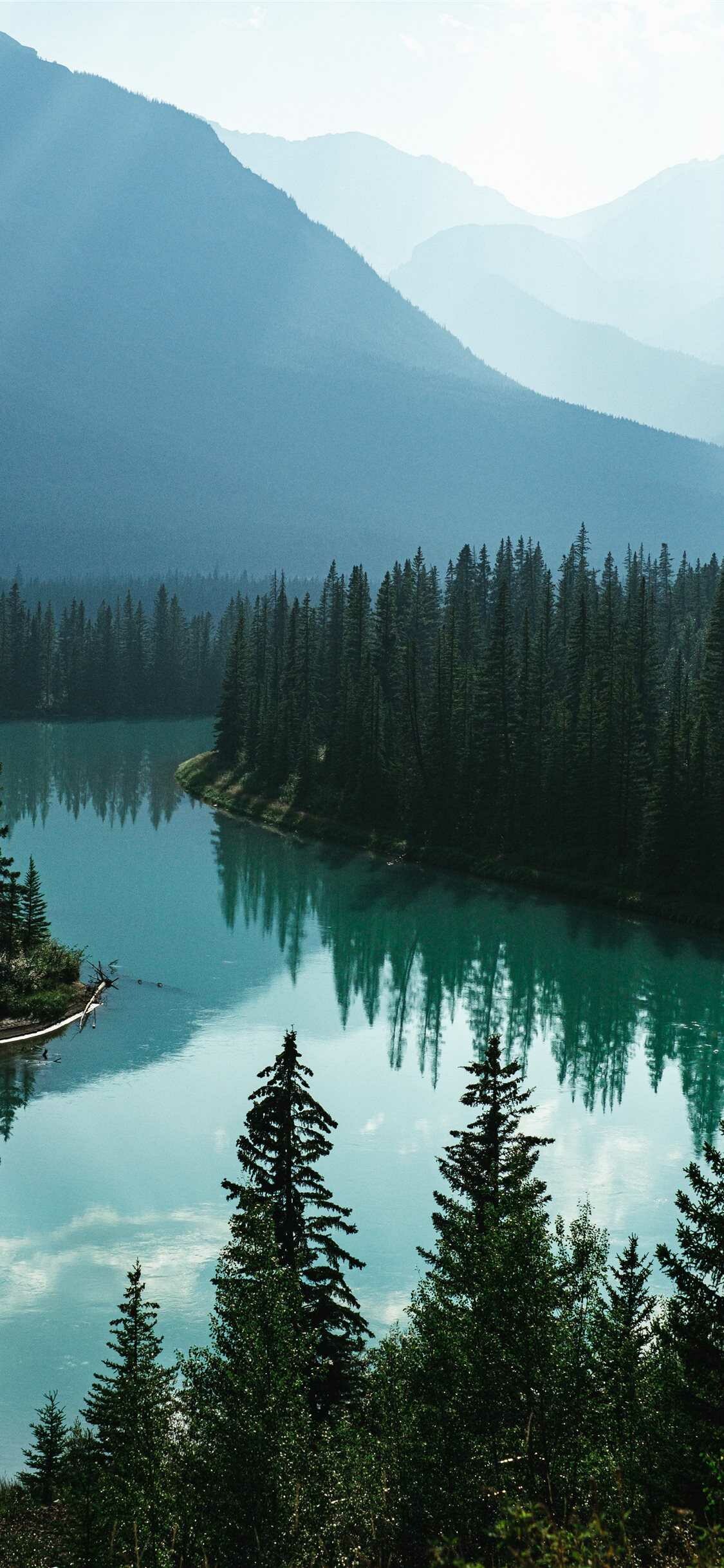 Tree wallpaper, Stunning visuals, Free HD bliss, Wallpaper fascination, 1130x2440 HD Phone