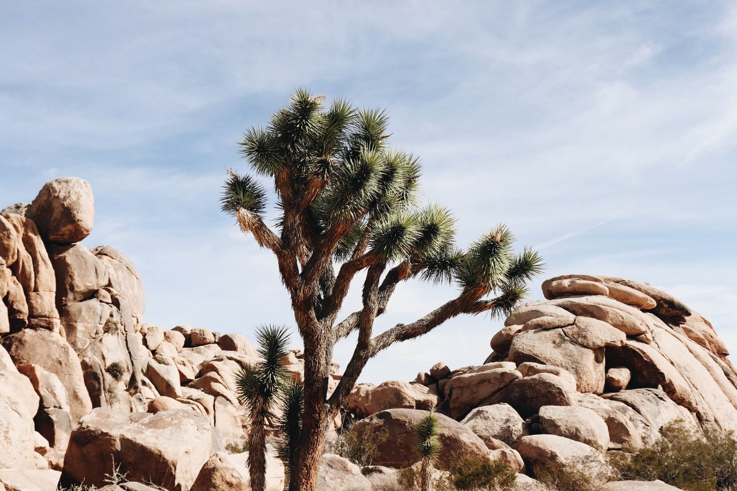 Joshua Tree, Baby Joshua trees, Modern adventure, Natural cycle, 2400x1600 HD Desktop