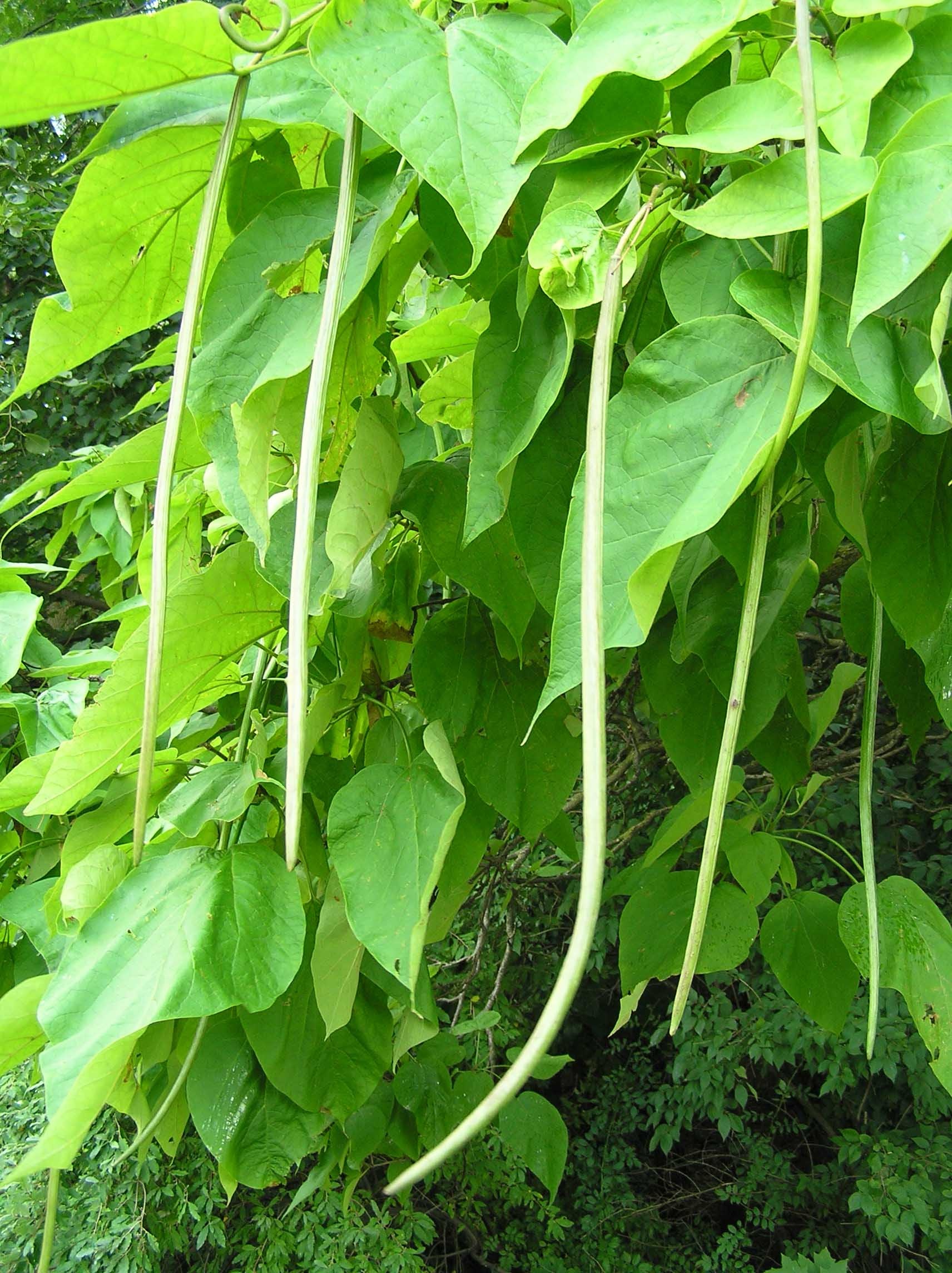 Northern catalpa, Purdue Fort Wayne, 1720x2290 HD Phone