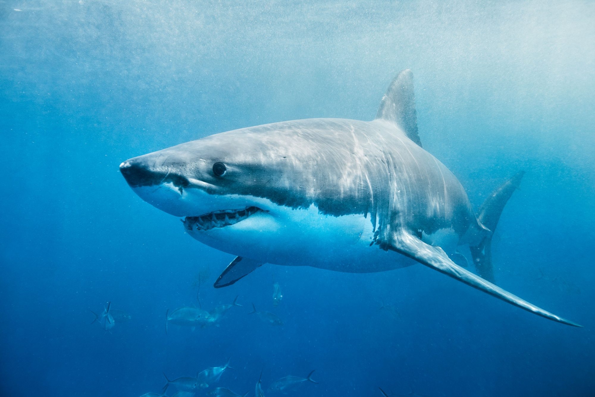 Record-breaking 15 babies, Accidentaly caught sold, Great white shark, Pregnant with, 2000x1340 HD Desktop