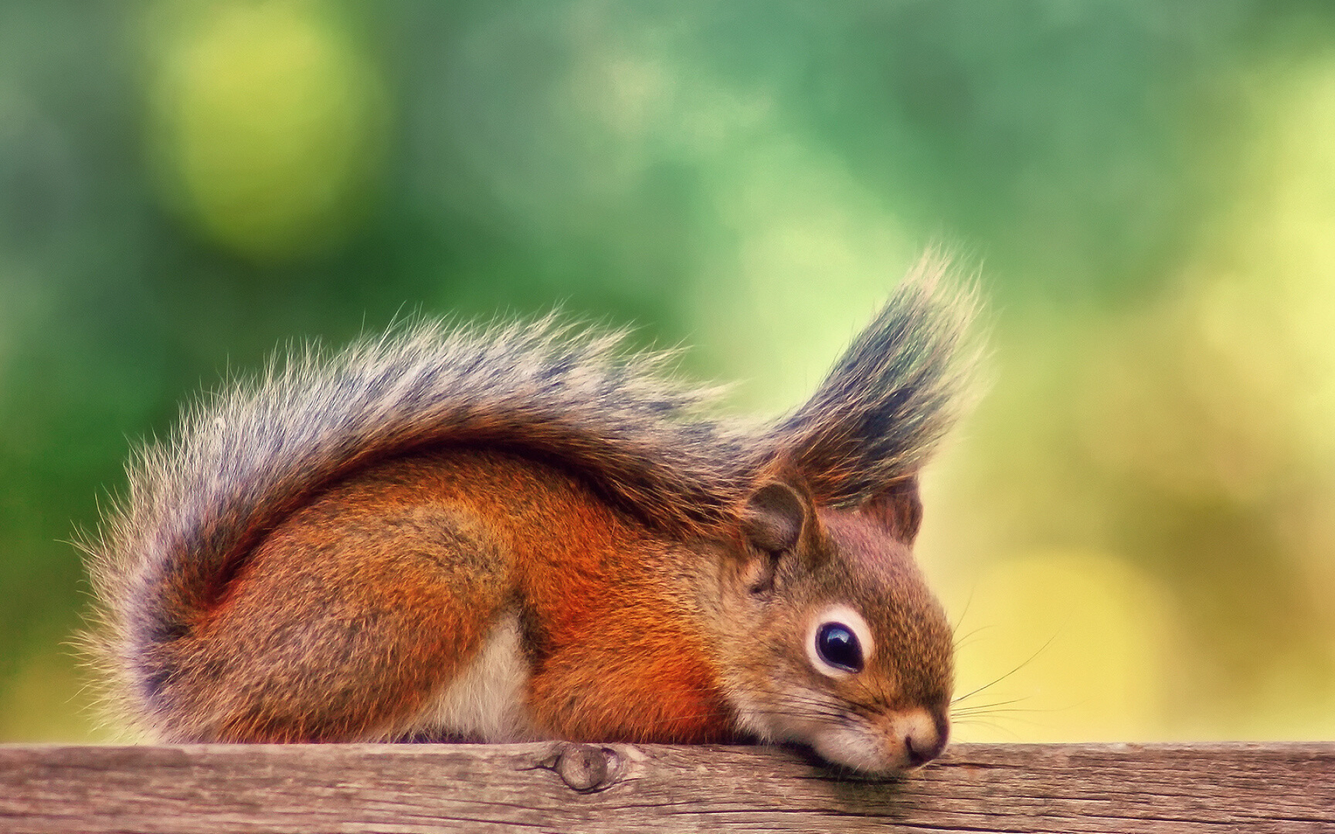 Cute squirrel wallpaper, Animal wallpapers, Lovely, Smartphone, 1920x1200 HD Desktop