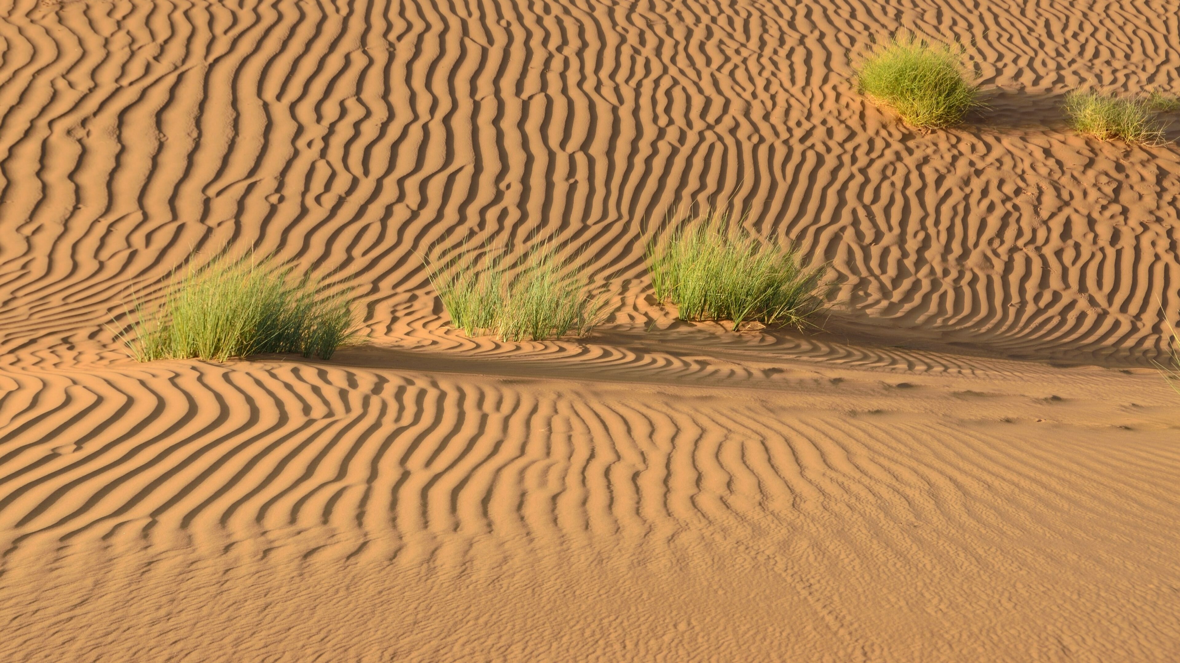 Grass, Deserts Wallpaper, 3840x2160 4K Desktop