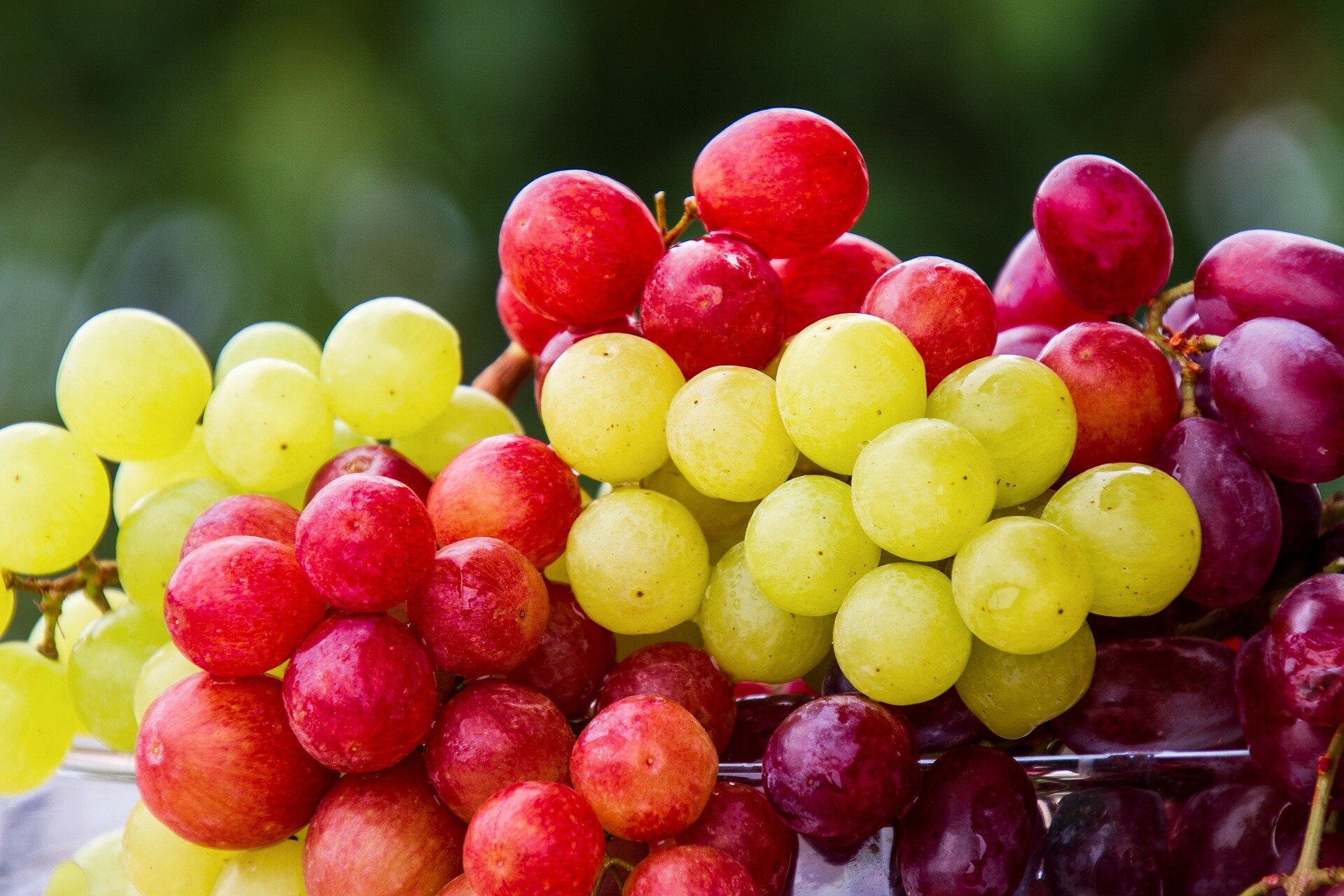 Grapes and gut, Heart-healthy, Boosting diversity, Lowering cholesterol, 1920x1280 HD Desktop