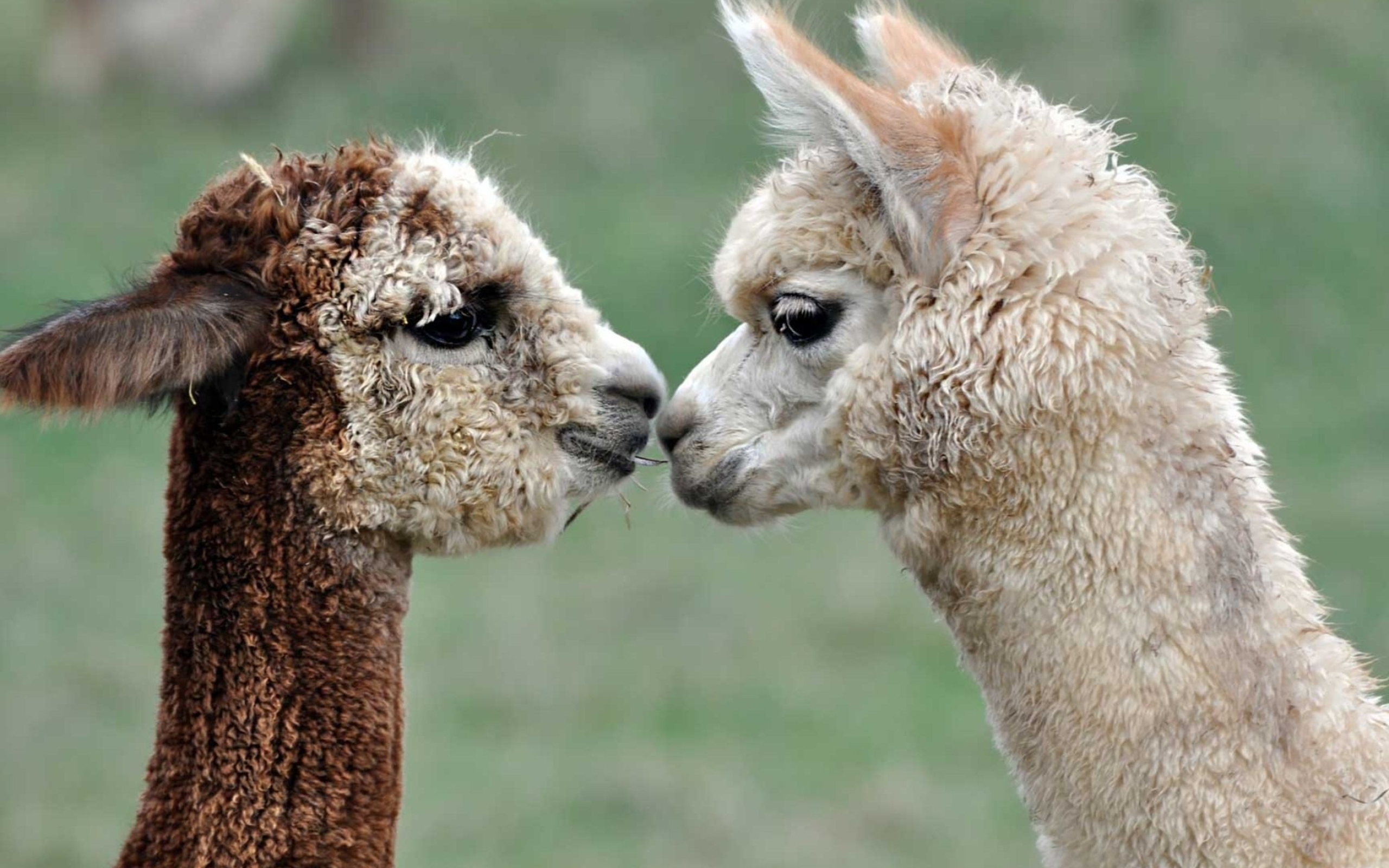 Baby alpaca, Adorable animals, Furry friends, Cute creatures, 2560x1600 HD Desktop