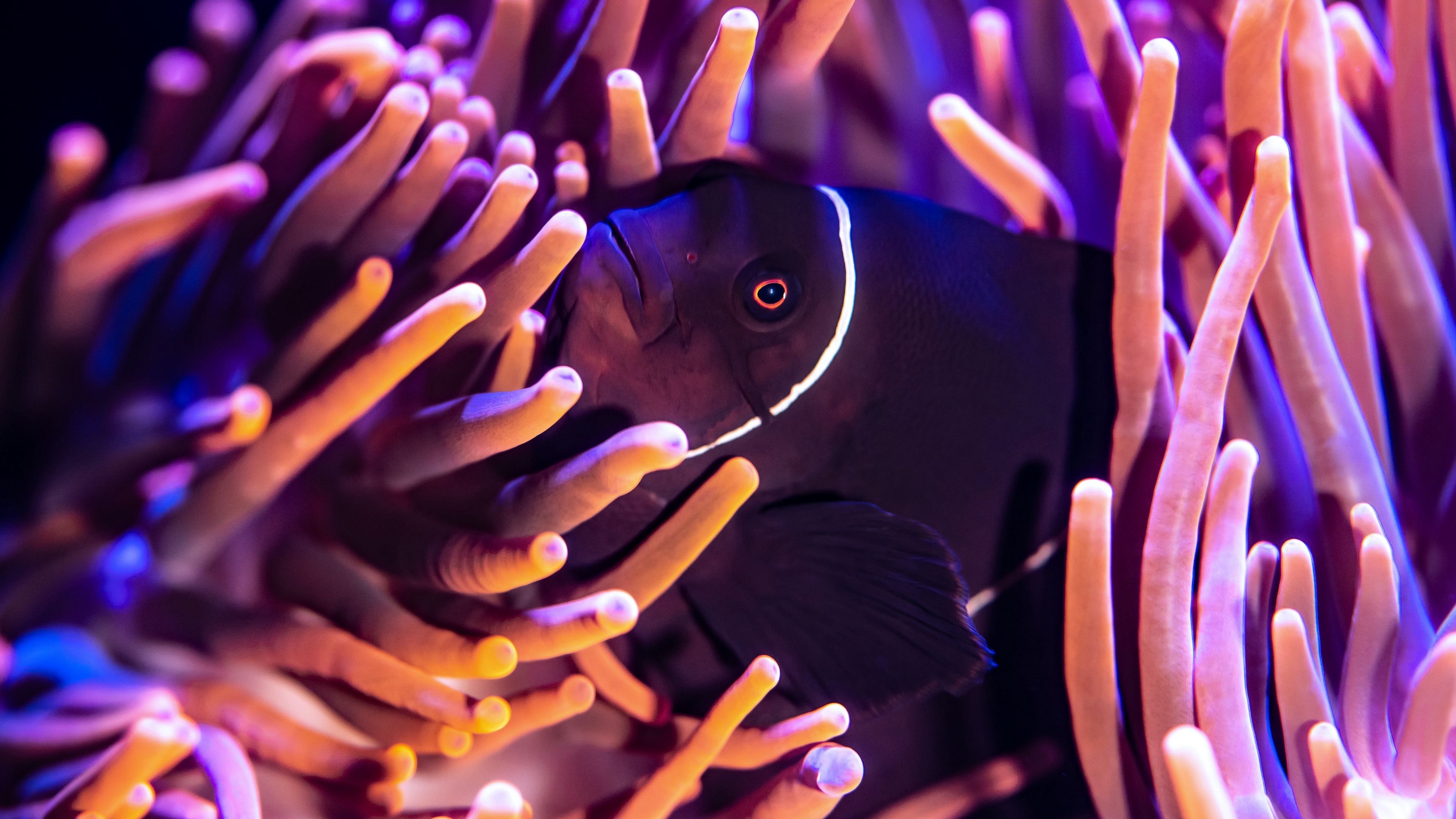 Anemone fish wallpaper, Black fish beauty, Underwater art, Visual delight, 3840x2160 4K Desktop