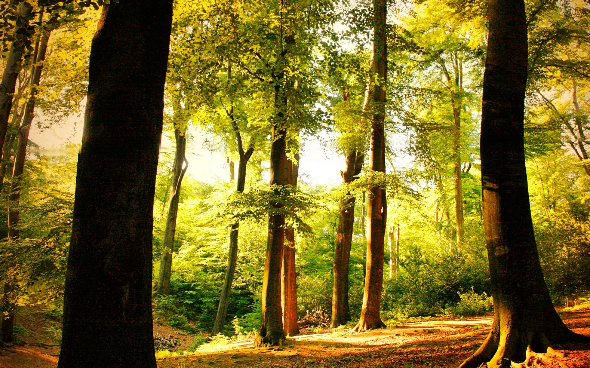 Beech tree forest, Nature's playground, Enchanting landscape, Serenity in trees, 1920x1200 HD Desktop