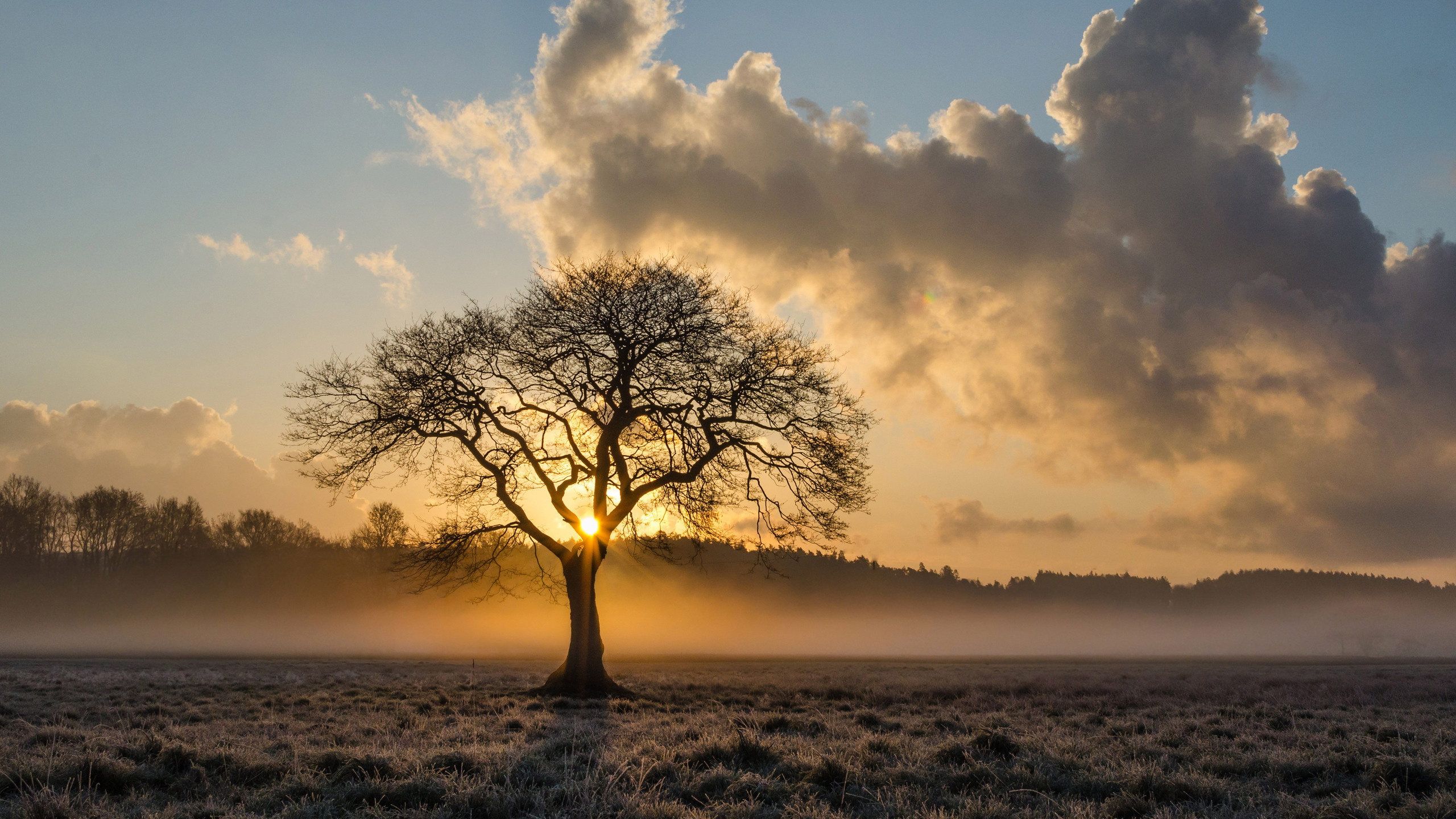 Oak Tree, Lone tree oak, 5k resolution, Wallpapers, 2560x1440 HD Desktop