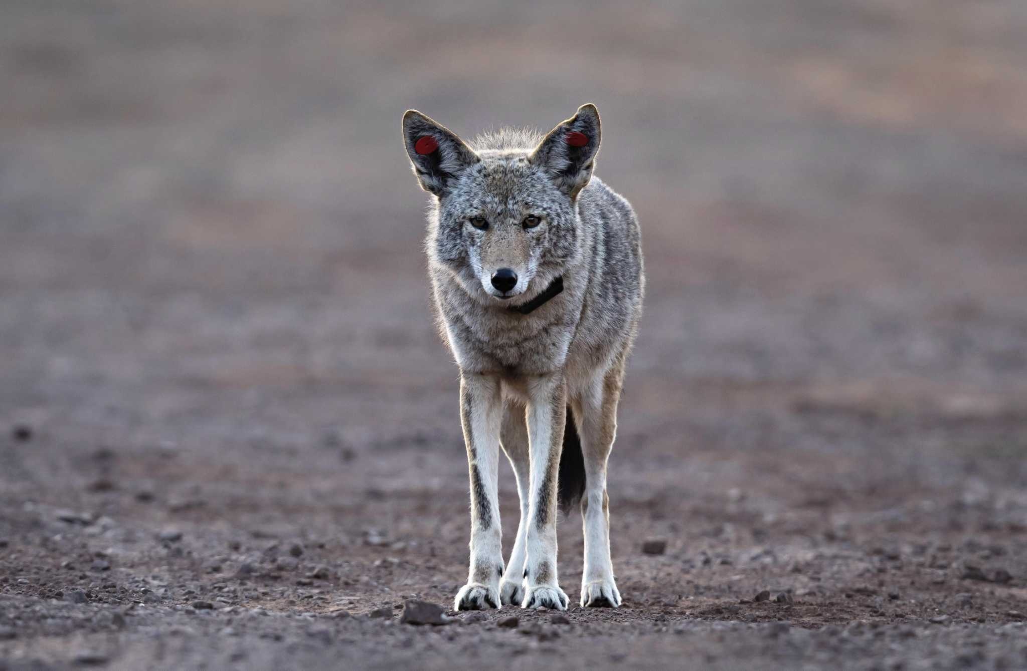 Coyote, Botanical garden danger, Toddler threat, Safety precautions, 2050x1340 HD Desktop