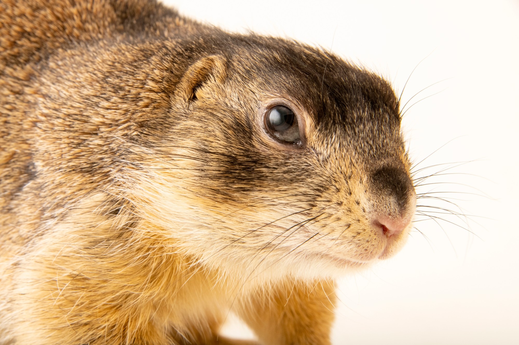 Joel Sartore, Wildlife photography, 2000x1340 HD Desktop