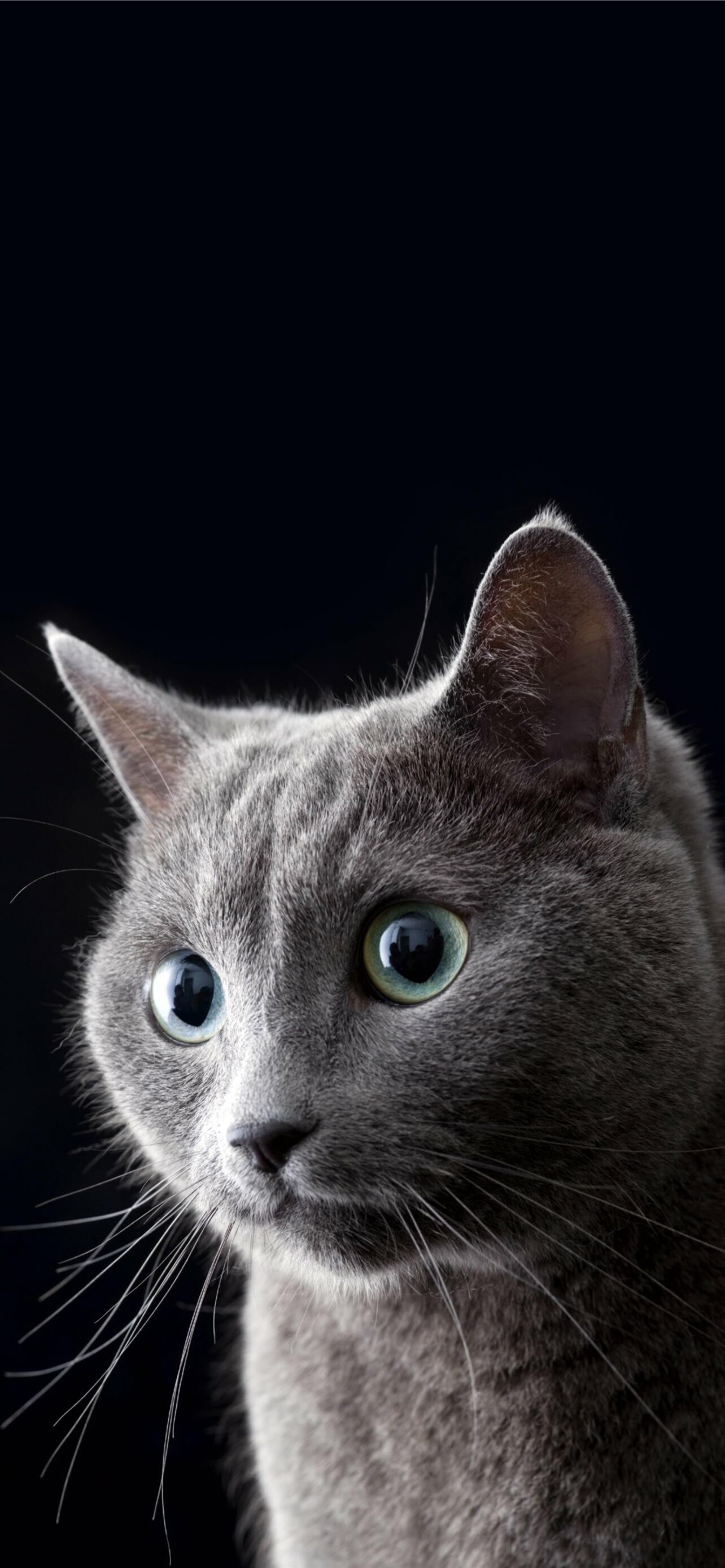 British Cat, iPhone wallpapers, Mysterious charm, Feline fascination, 1290x2780 HD Phone