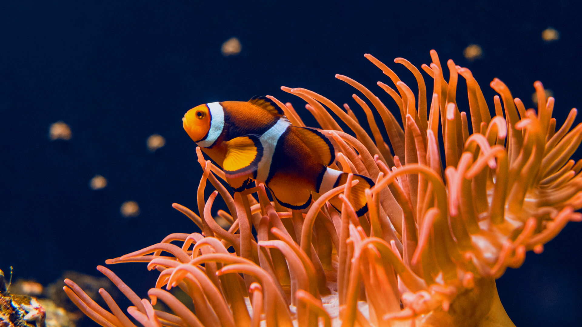 Clownfish, Key West, Aquarium,, 1920x1080 Full HD Desktop