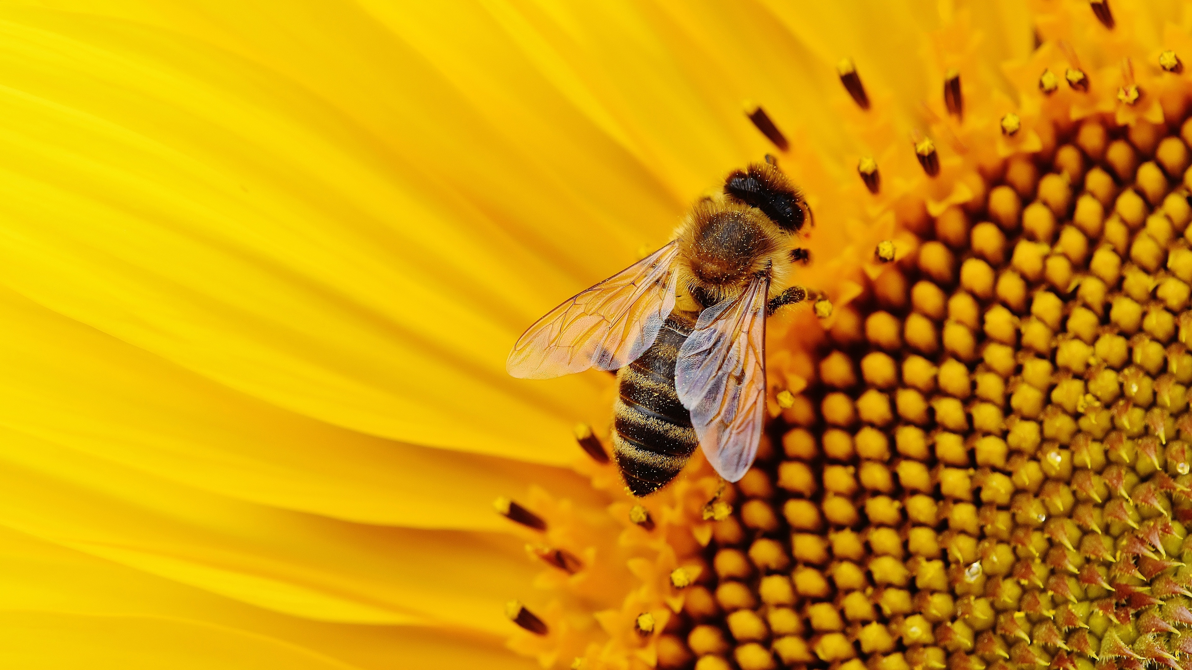 Ultra HD bee, Stunning details, Nature's beauty, Wallpaper perfection, 3840x2160 4K Desktop