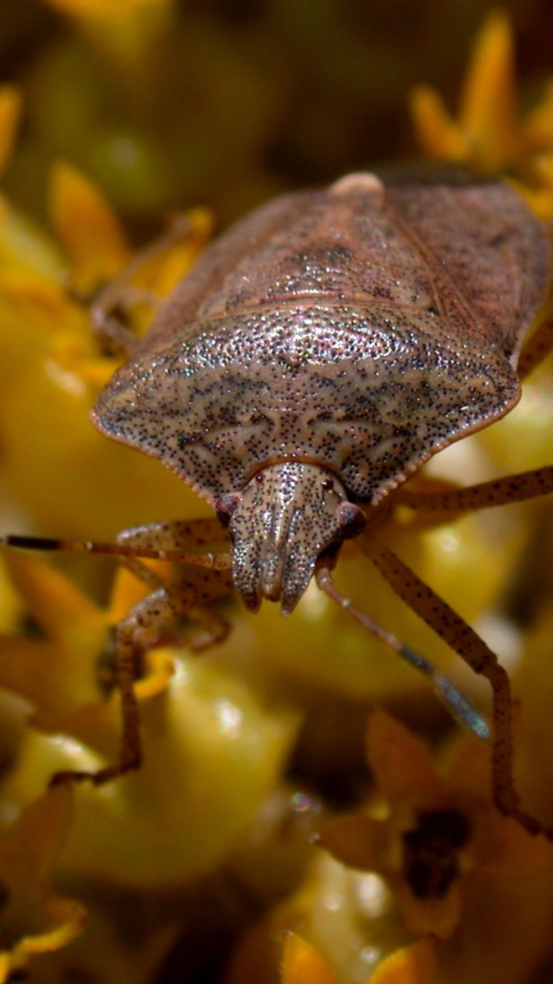 True Bugs, Insects Wallpaper, 1080x1920 Full HD Phone