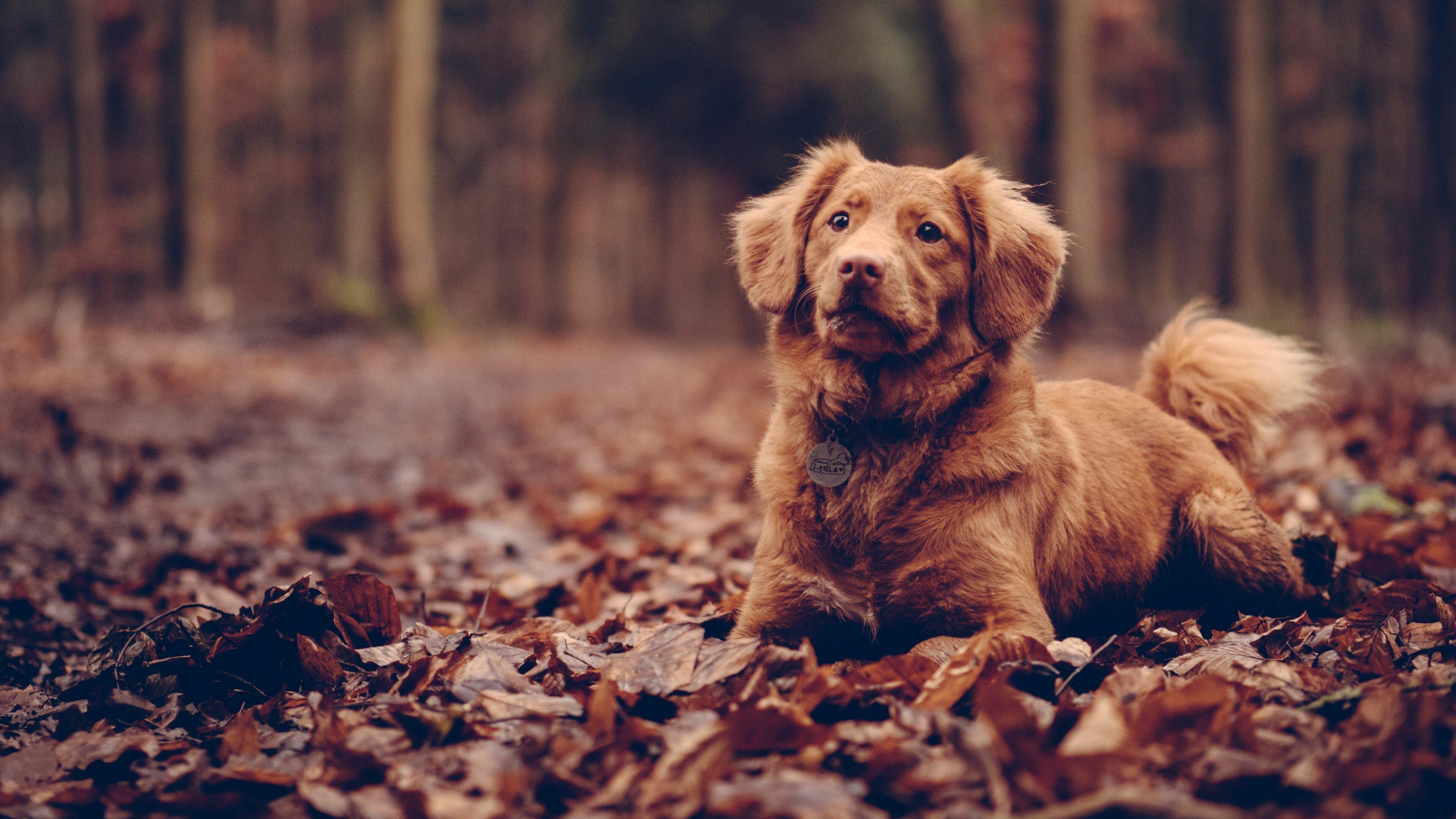 Vibrant Dog Wallpapers For Your Desktop Vibrant Dog Wallpapers For Your Desktop