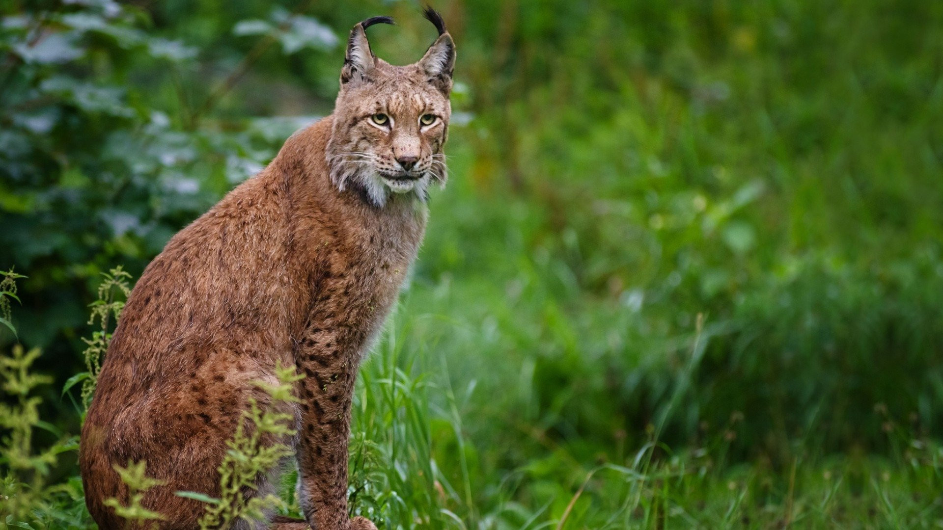 Red Lynx, Lynx wallpaper, Baltana, Animals, 1920x1080 Full HD Desktop