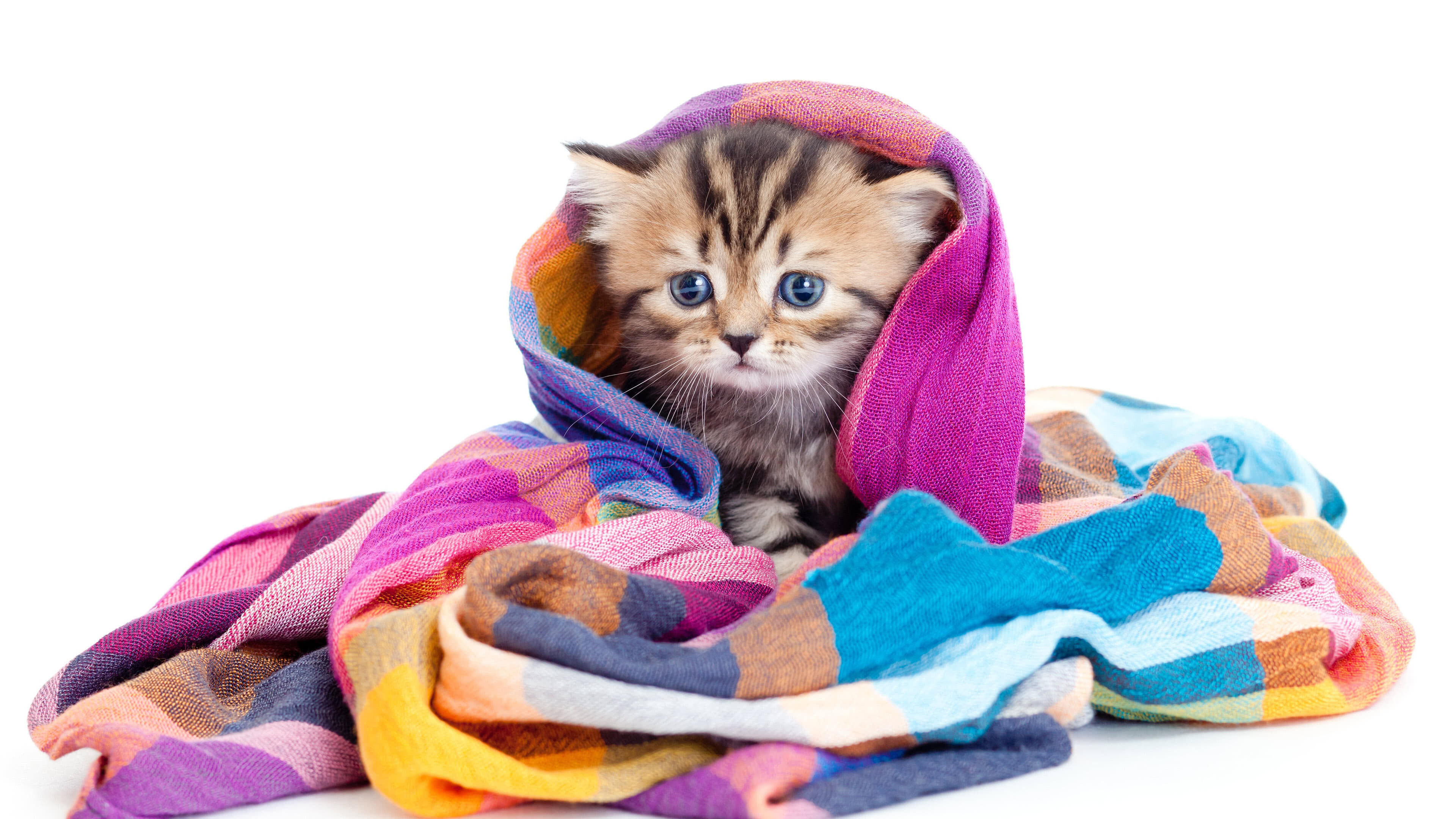 Kitten in a blanket, Ultra HD wallpaper, Cozy and warm, Adorable little ball of fur, 3840x2160 4K Desktop