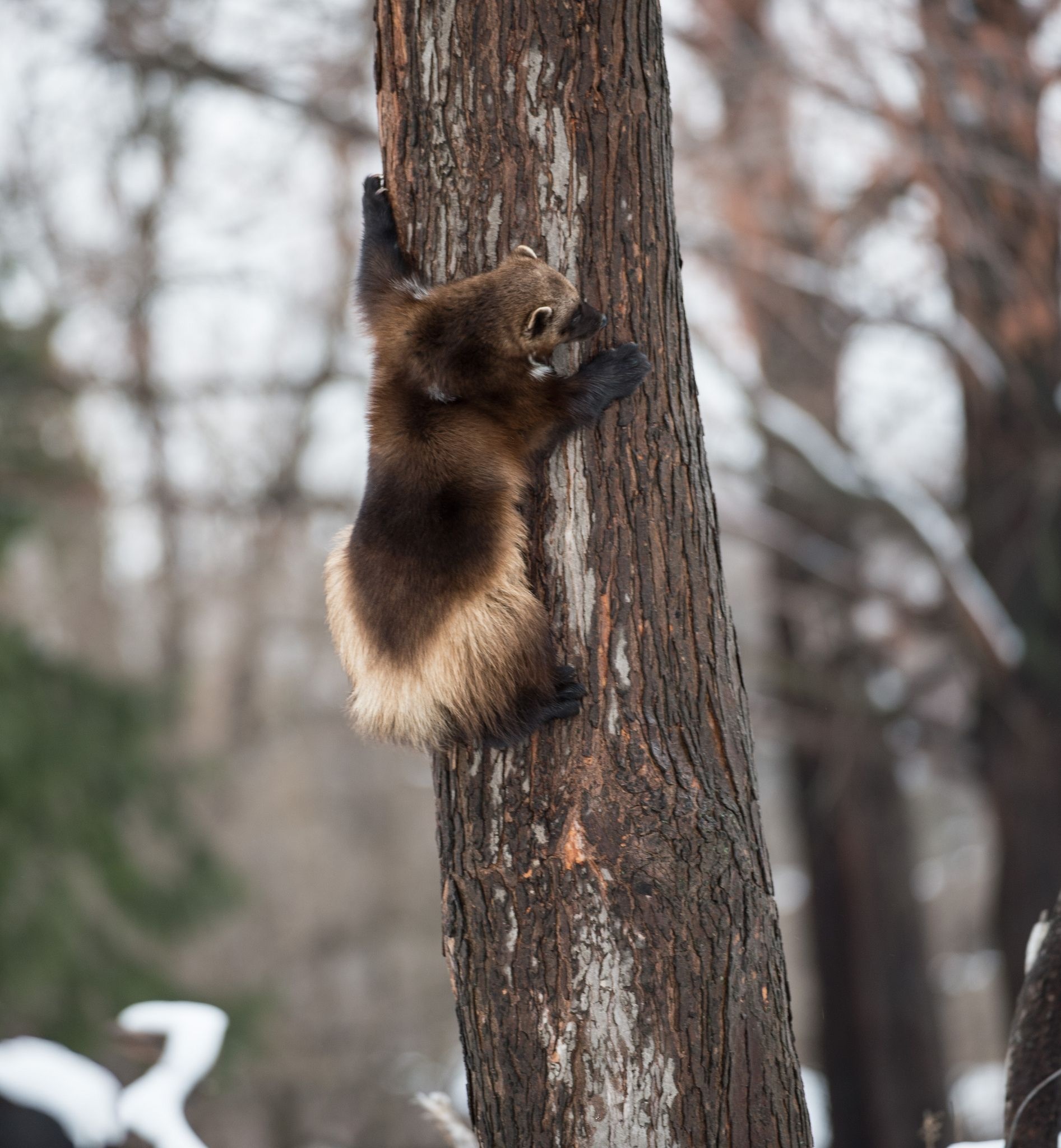 Wolverine, Wolverine animal, Wolverine, Wolverines, 1900x2050 HD Phone