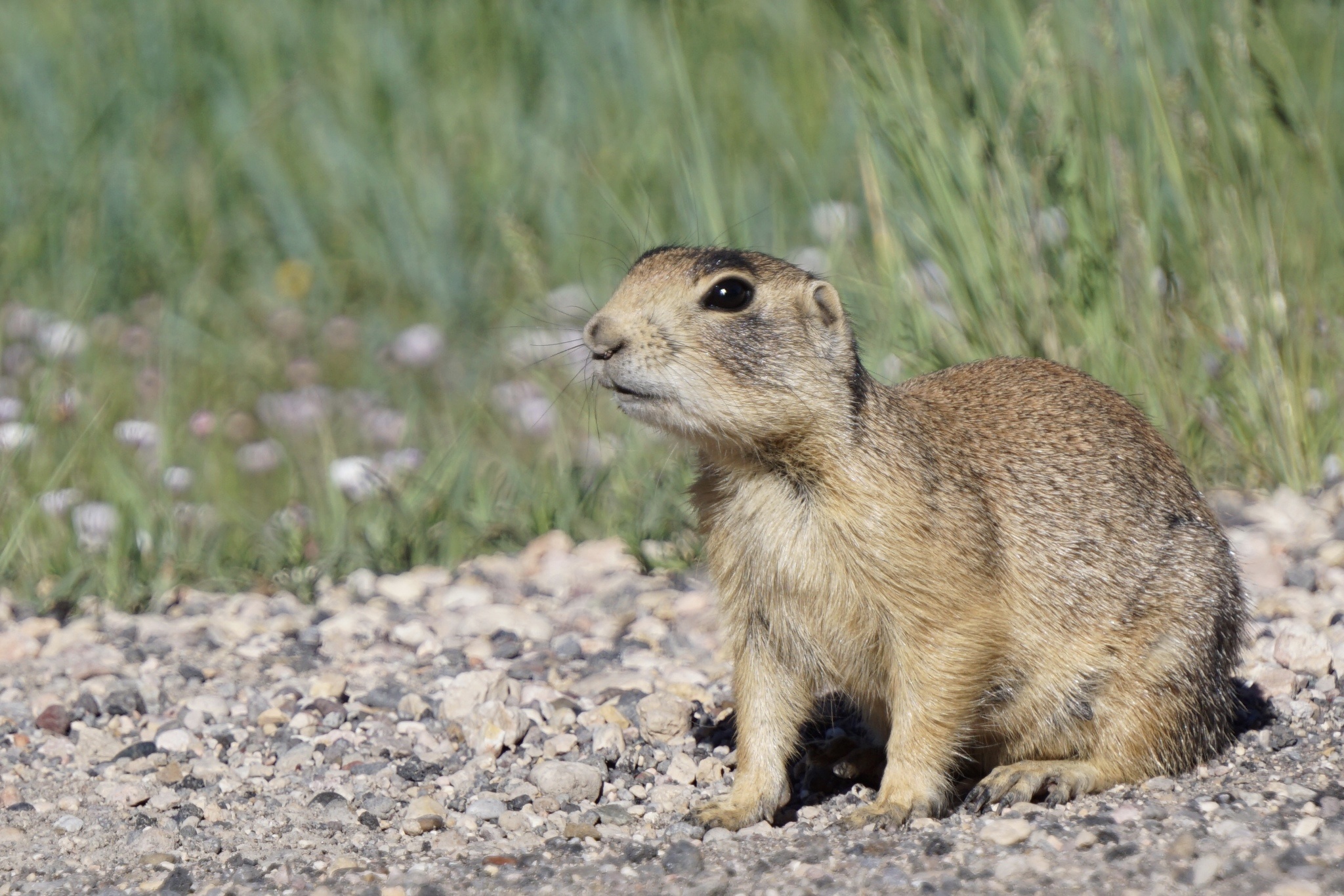 Utah Prairie Dog, Cynomys parvidens, Inaturalist NZ, 2050x1370 HD Desktop