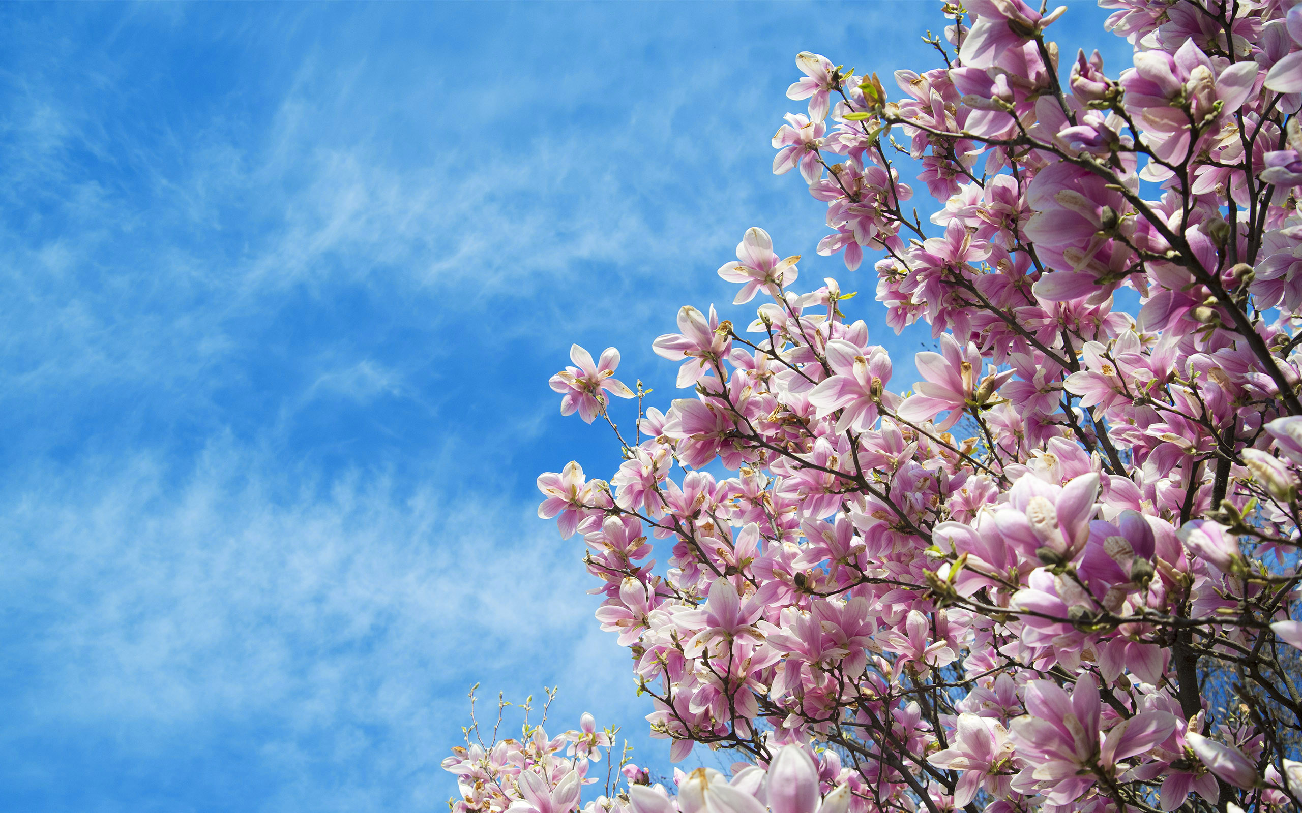 Magnolia Tree, Informationen, 2560x1600 HD Desktop