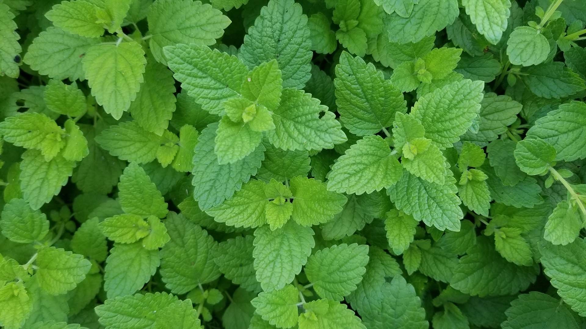 Lemon Balm ingredients, Sleep quality, Aphrodisiac properties, Strength enhancer, 1920x1080 Full HD Desktop