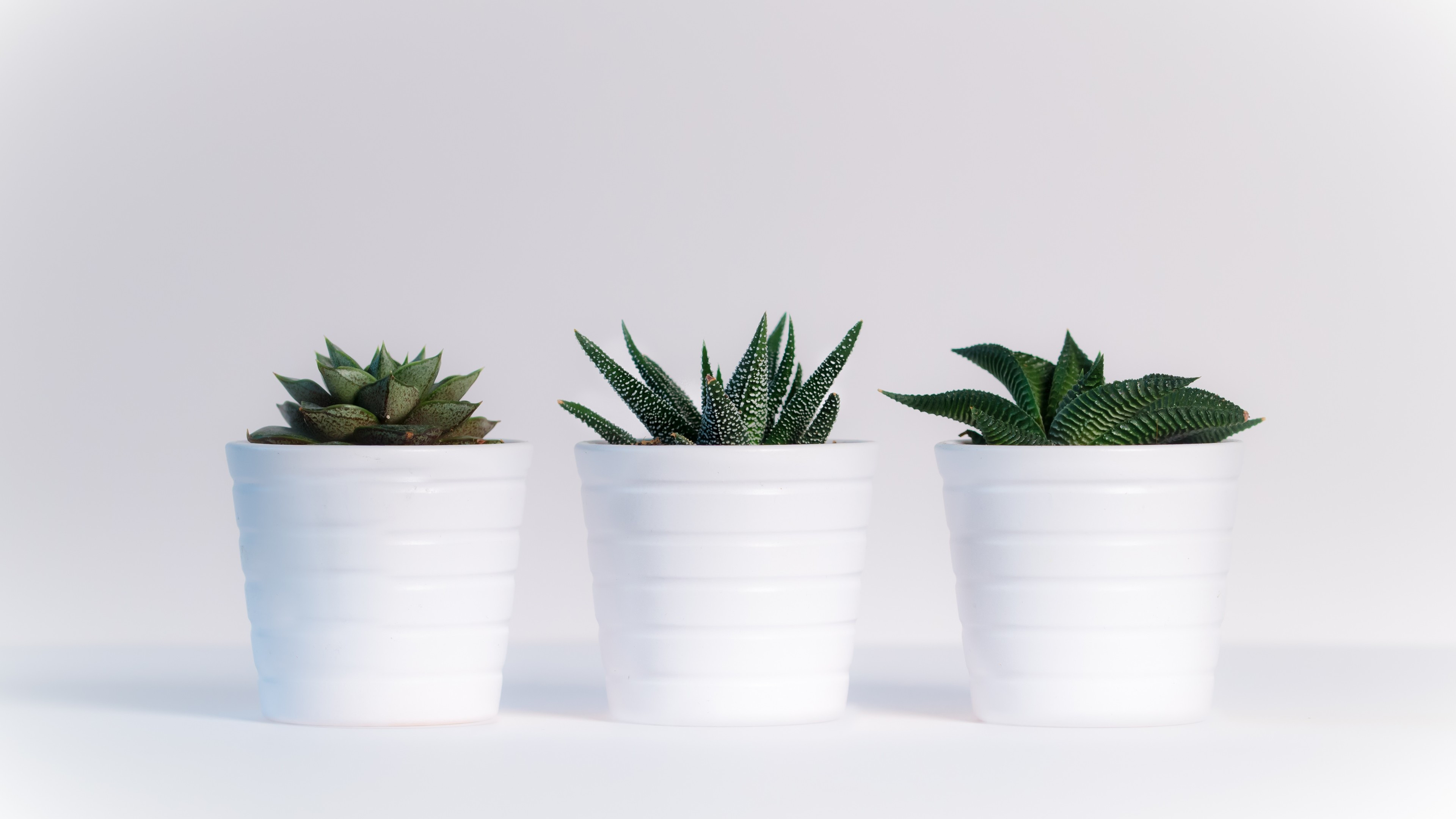 Cactus, White pots, Pristine beauty, UHD TV aesthetics, 3840x2160 4K Desktop