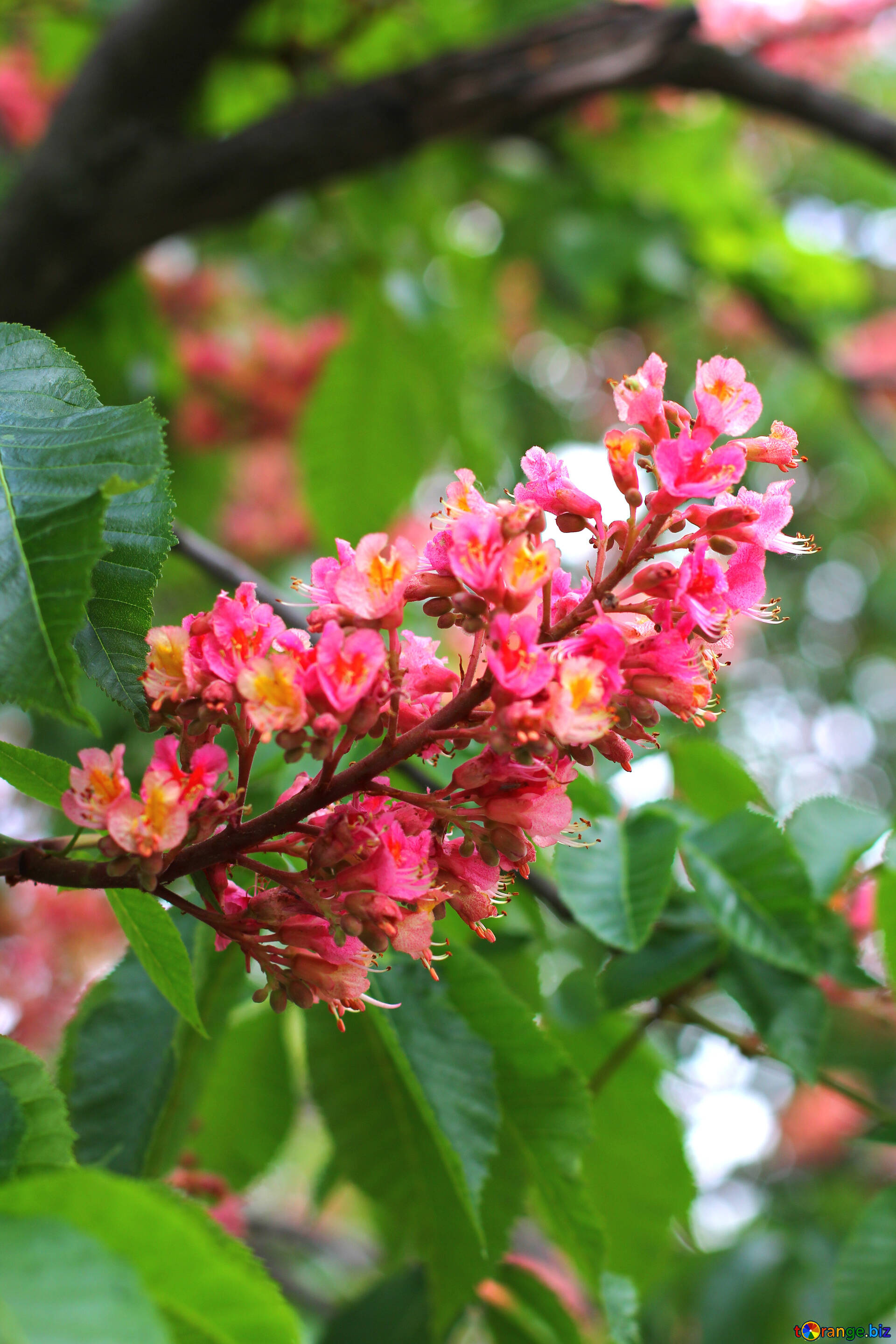 Buckeye Tree, Horse chestnut flowers, Kyiv showcase, Free image, 1920x2880 HD Phone