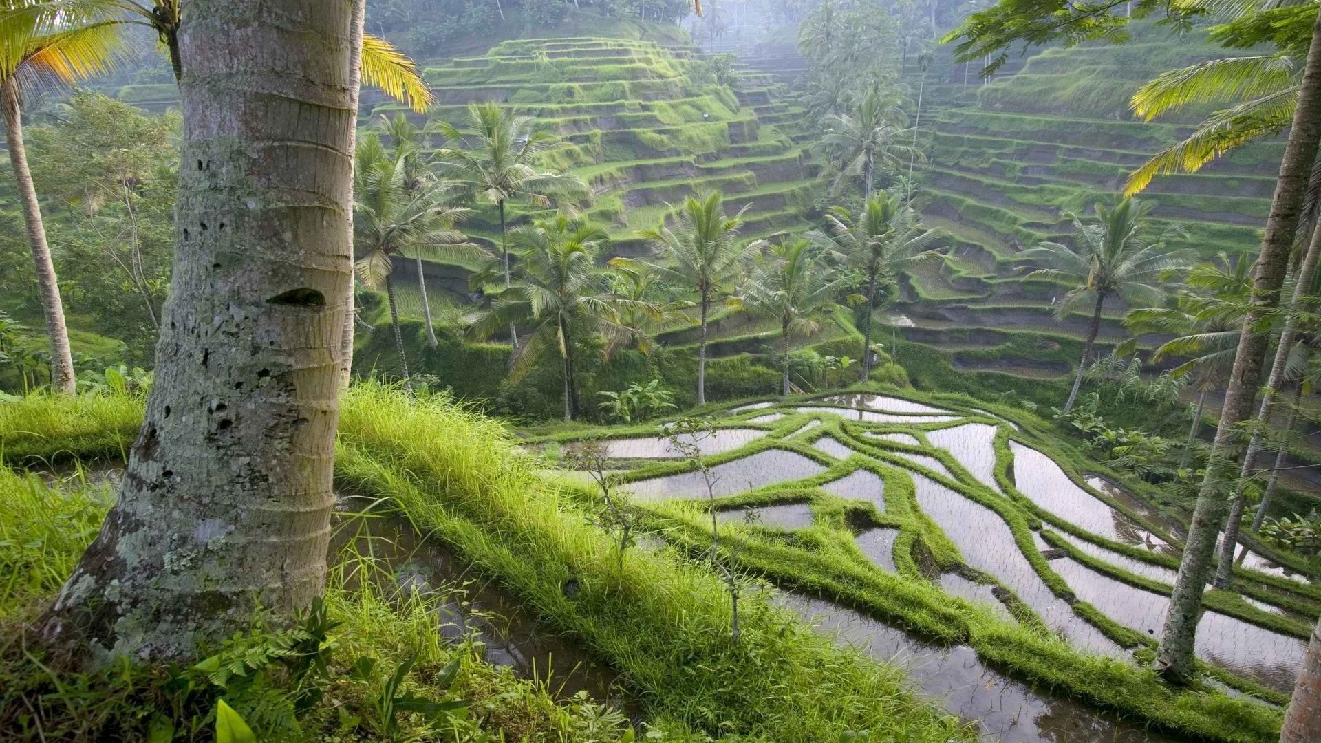 Bali, Rice terraces, Indonesian beauty, Captivating landscapes, 1920x1080 Full HD Desktop