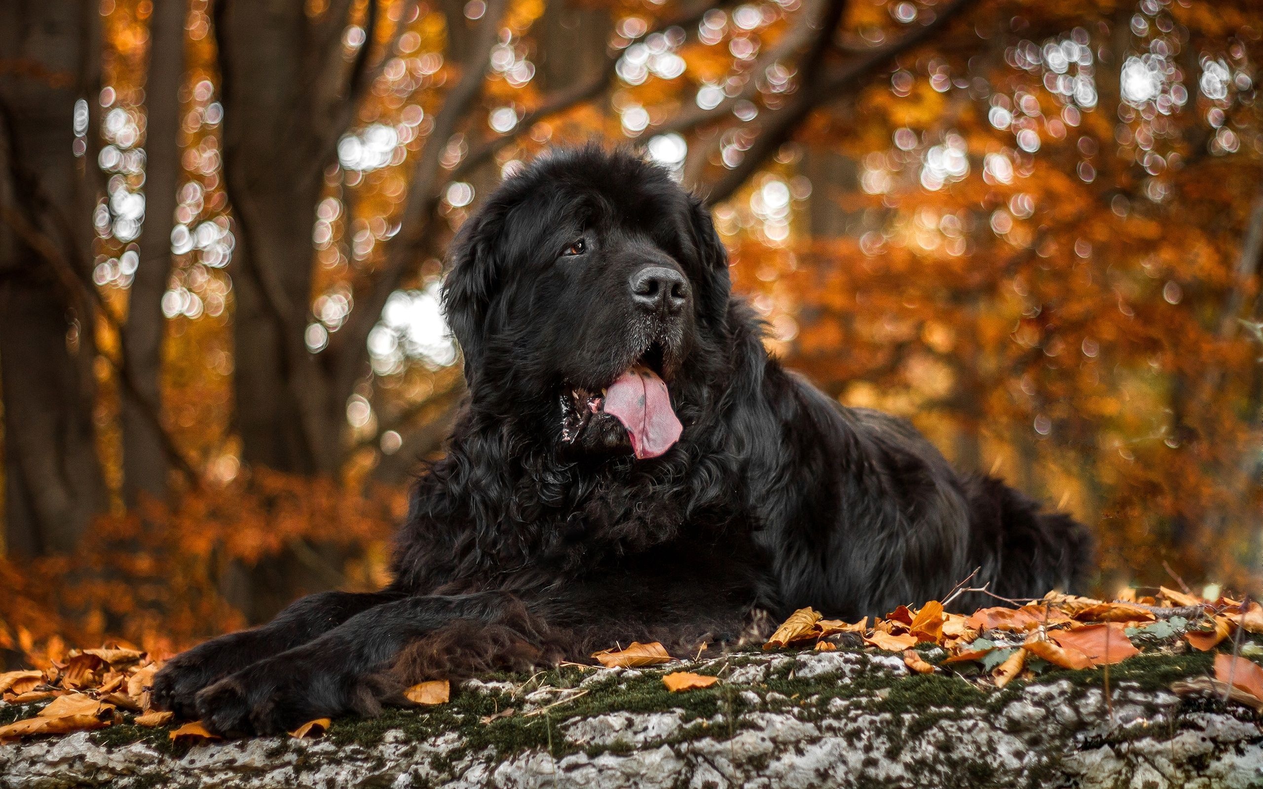 Newfoundland, Cute Dogs Wallpaper, 2560x1600 HD Desktop