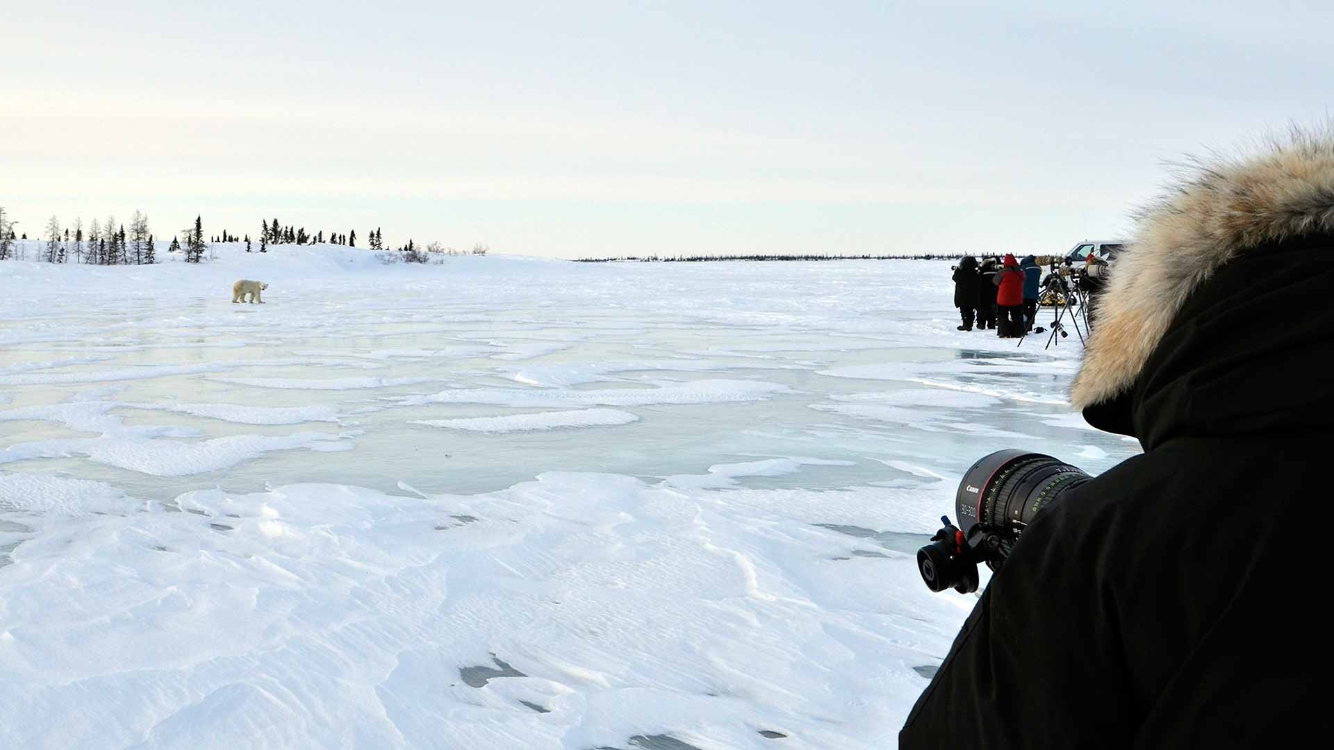 Baffin Island, Arctic wildlife, Natural wonders, Safaris, 1920x1080 Full HD Desktop