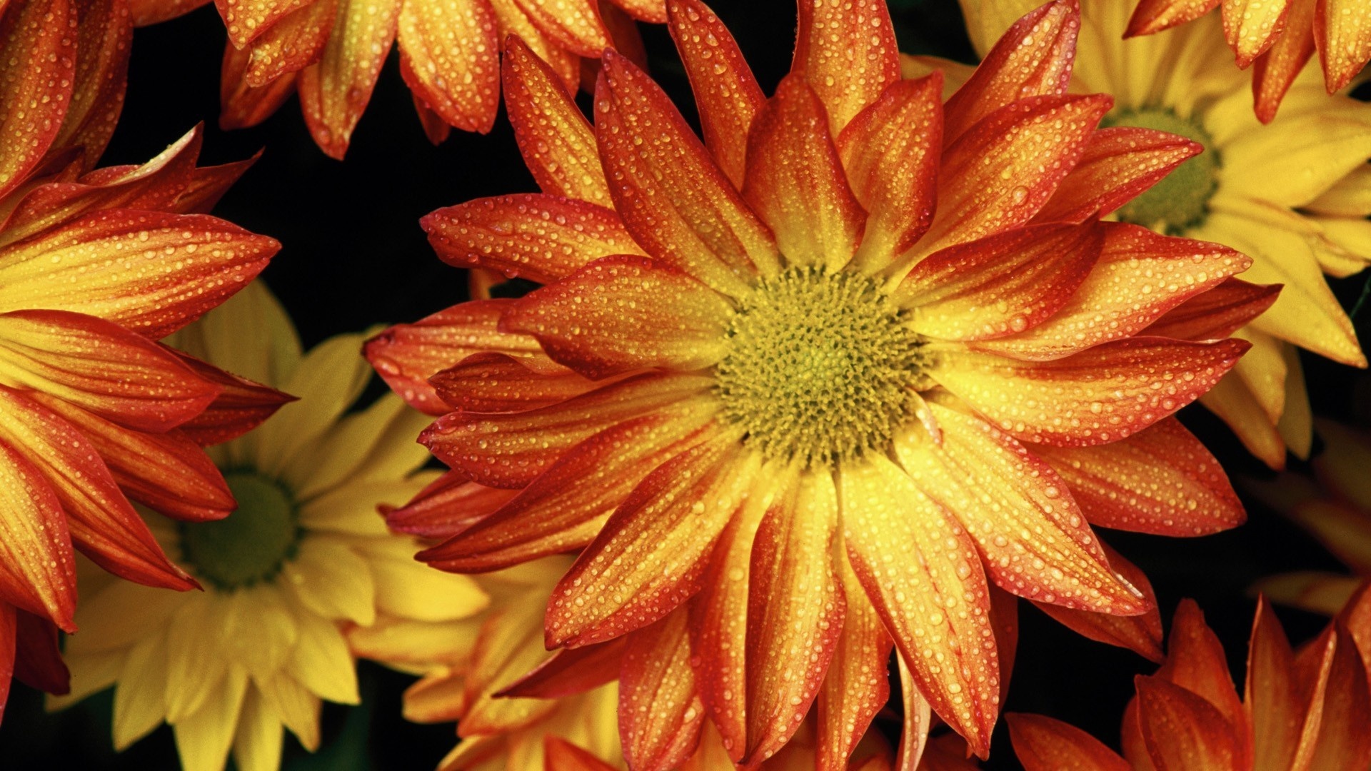 Orange Chrysanthemum flower, Water droplets on petals, Fall floral macro, Full HD Desktop wallpaper