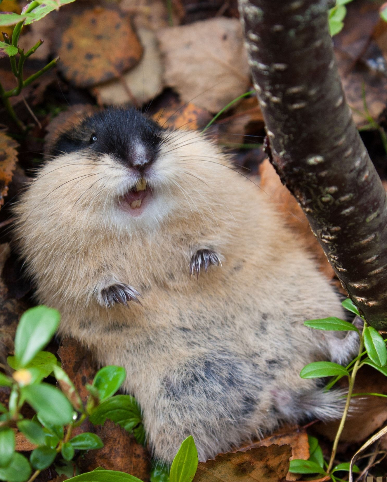 Lemming, Colorful flowers, Lemming friends, Cute rodents, 1650x2050 HD Phone