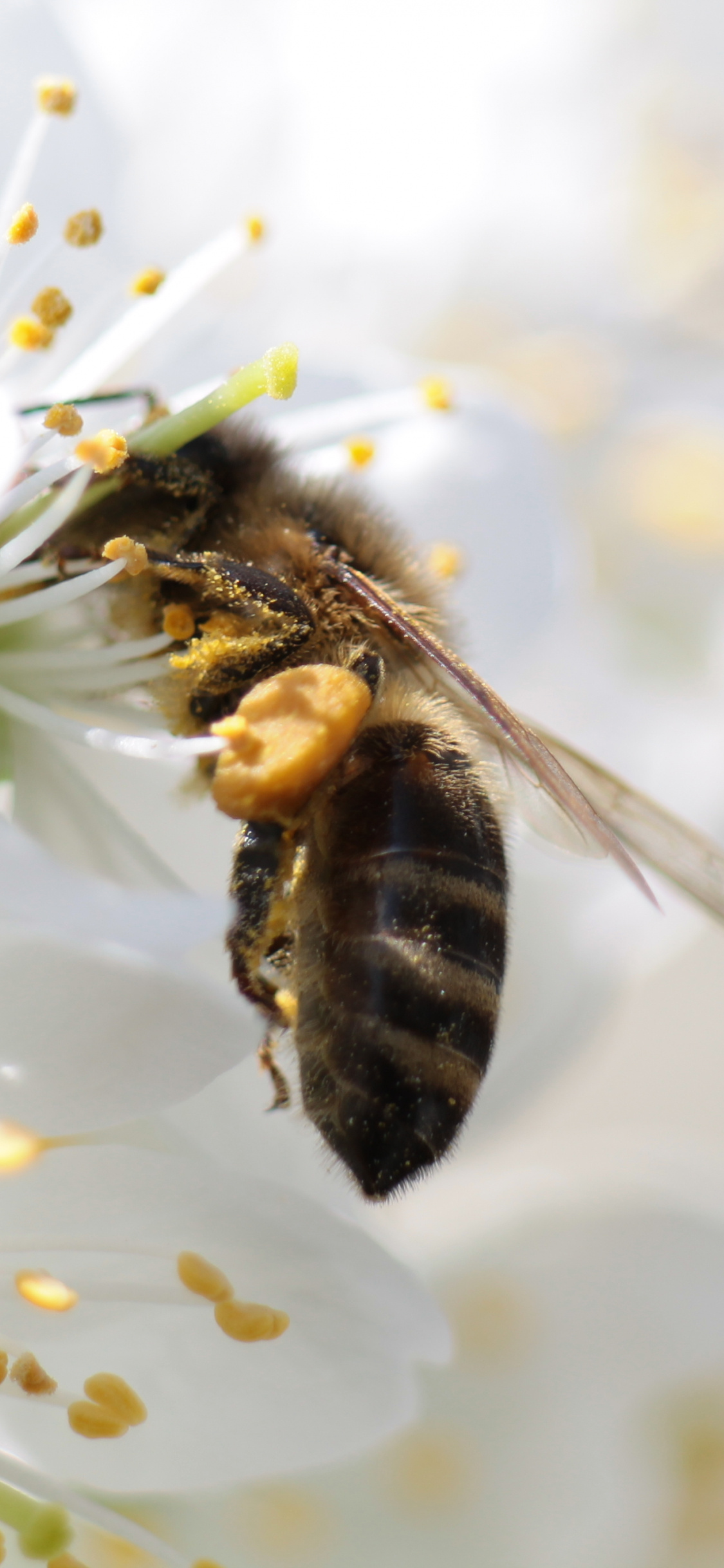 Apis mellifera, Bees Wallpaper, 1130x2440 HD Phone