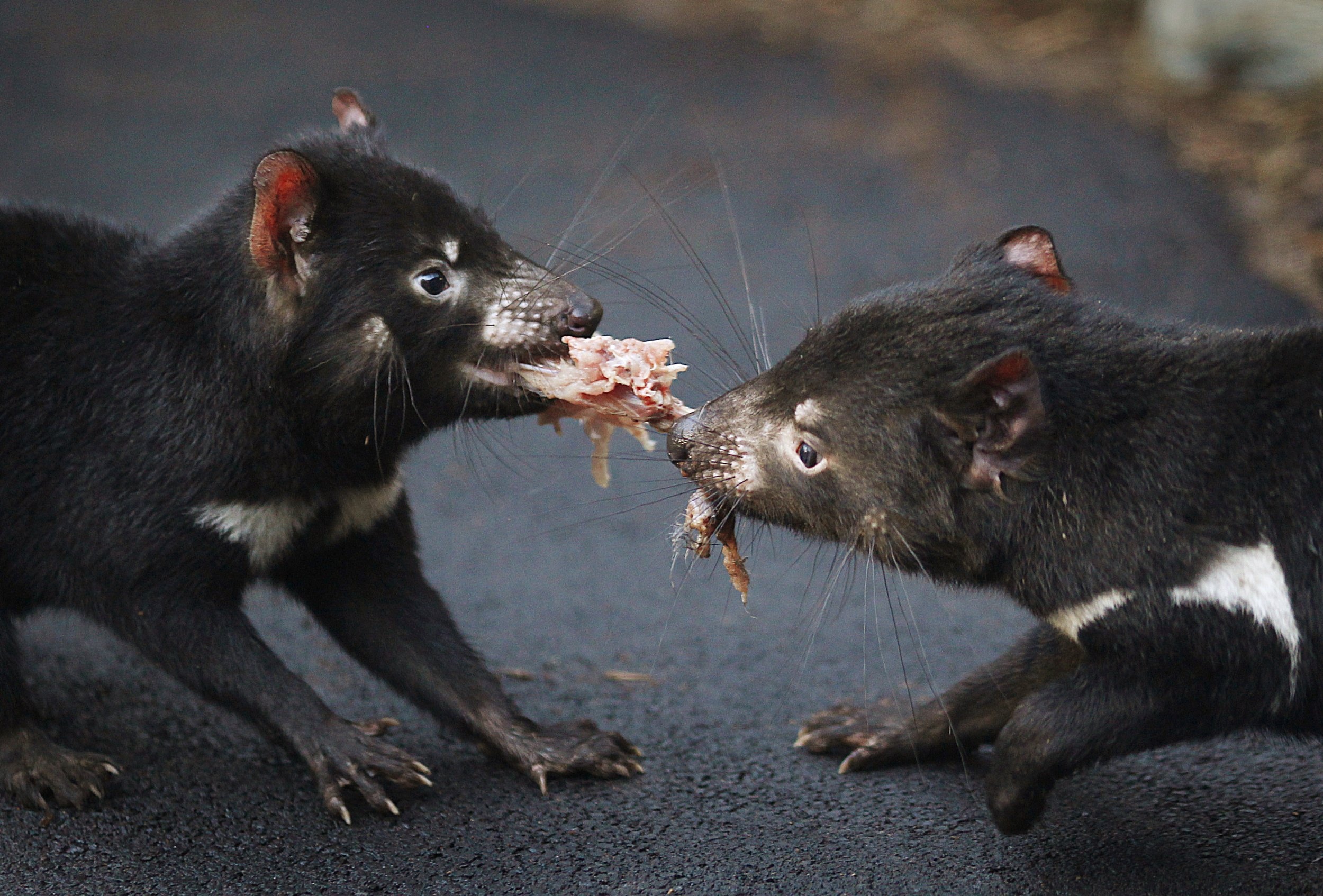 Contagious cancer in Tasmanian Devils, Devil cancer research, Second contagious cancer, Devil health, 2500x1700 HD Desktop