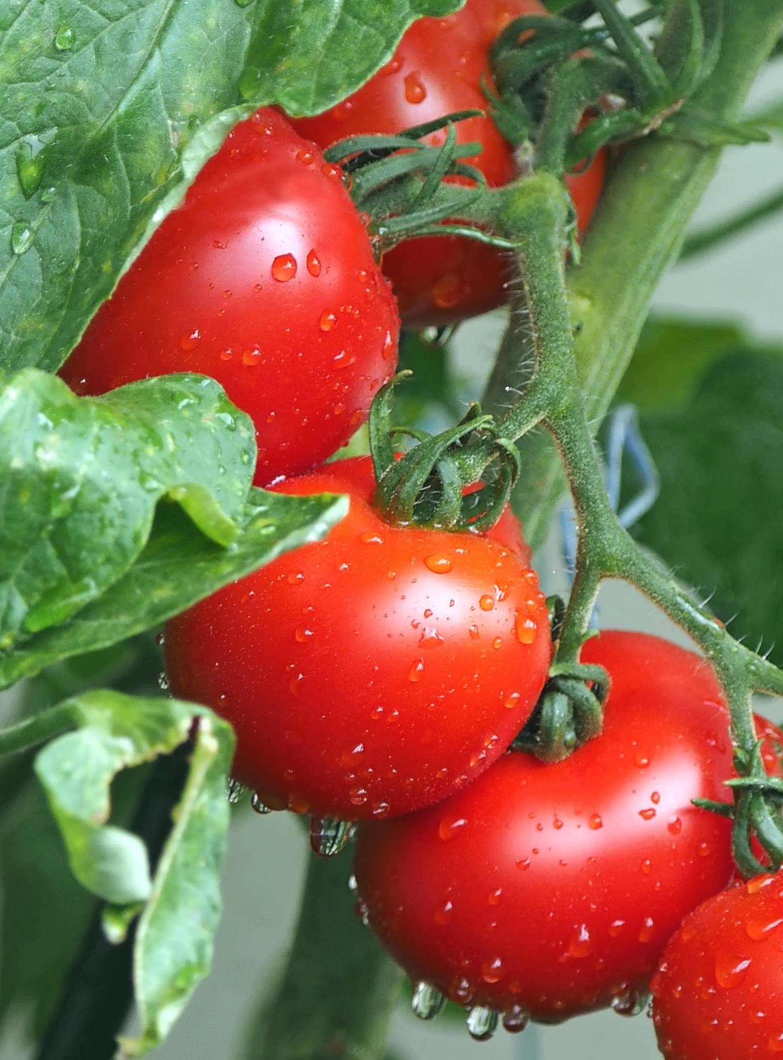 Tomato sowing, Growing tomatoes, Harvesting process, Gardening video, 1570x2130 HD Phone