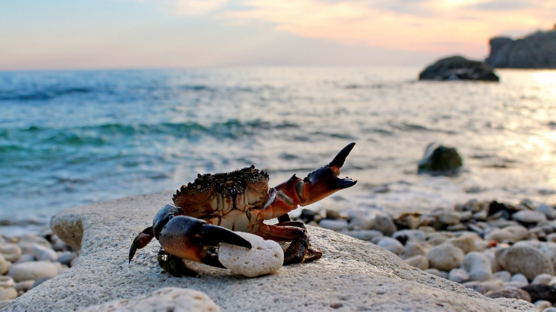 Beach crab wallpaper, Coastal charm, Seaside vibes, Nature's beauty, 1920x1080 Full HD Desktop