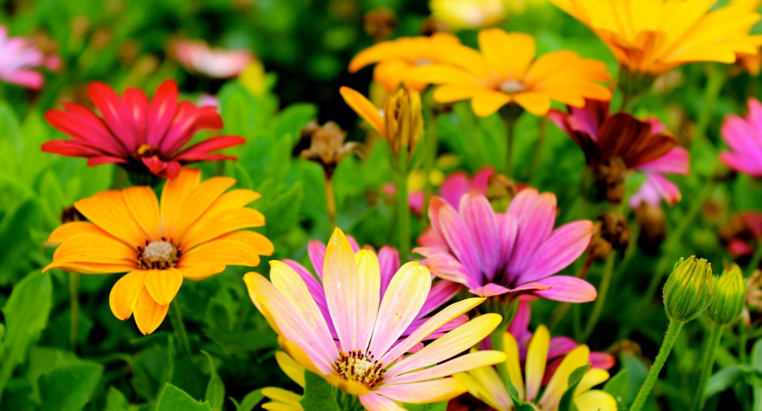 Osteospermum African daisies, yellow African daisy, pink Osteospermum flower, HD Desktop wallpaper